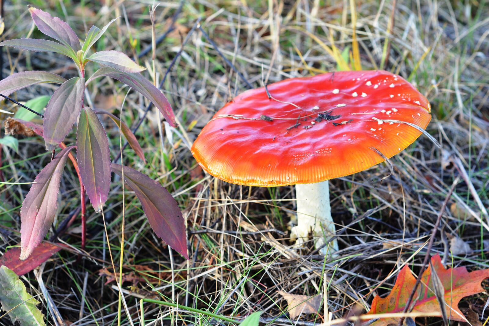 Nikon D5200 sample photo. Amanita, red, mushroom photography