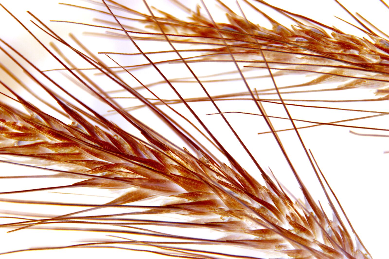 Canon EOS 40D sample photo. Wheat, cereals, plant photography