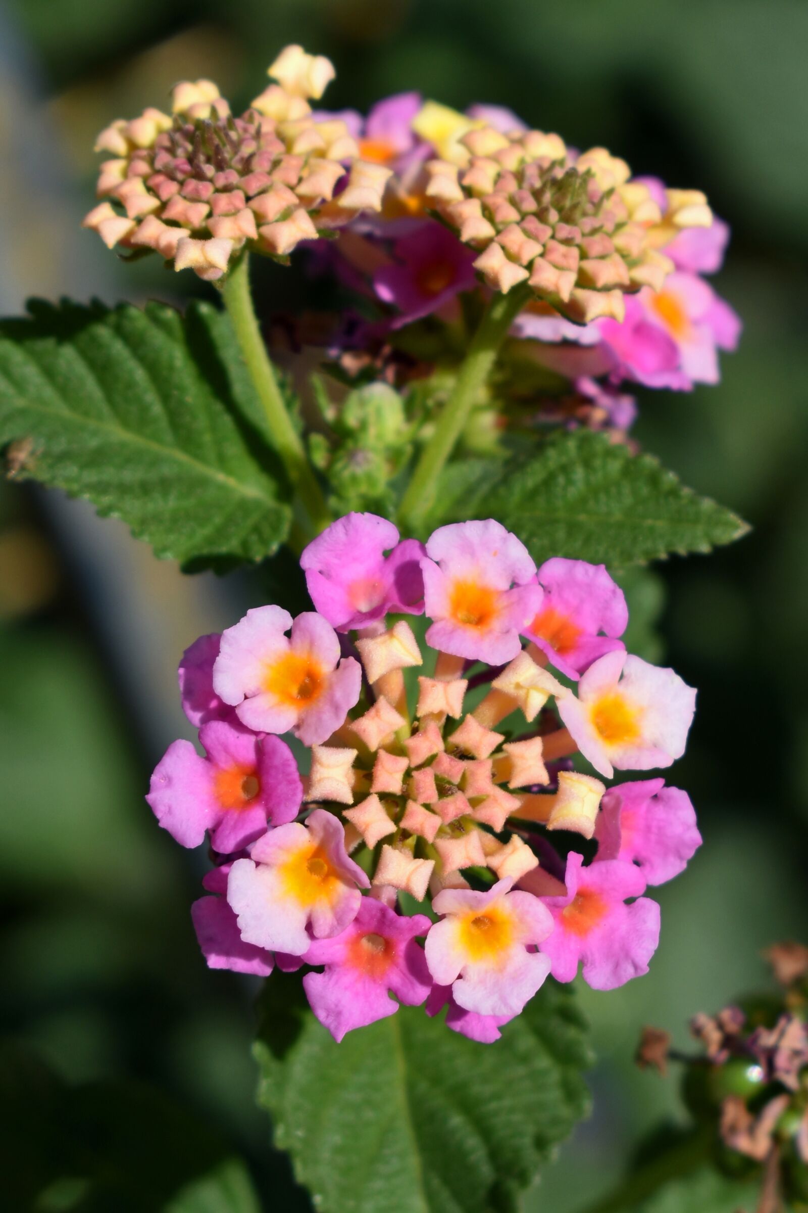 Nikon D3500 sample photo. Flower, lantana, inflorescence photography