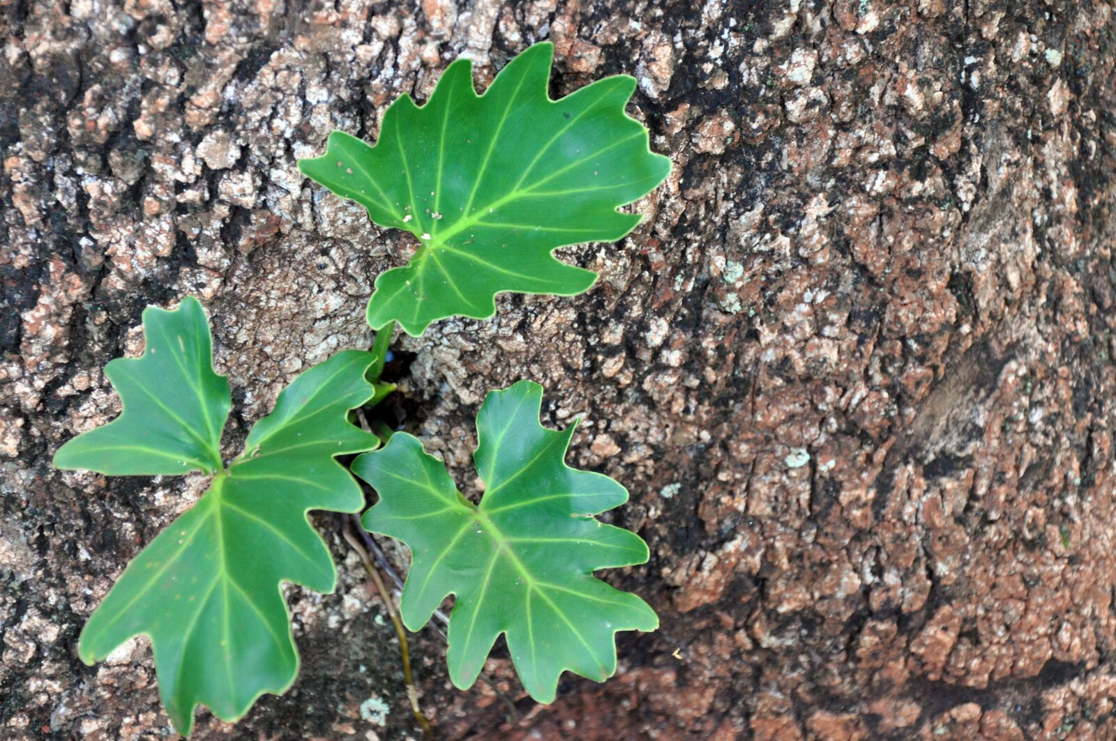 Nikon D90 sample photo. Guaimbé, plant, seedlings photography