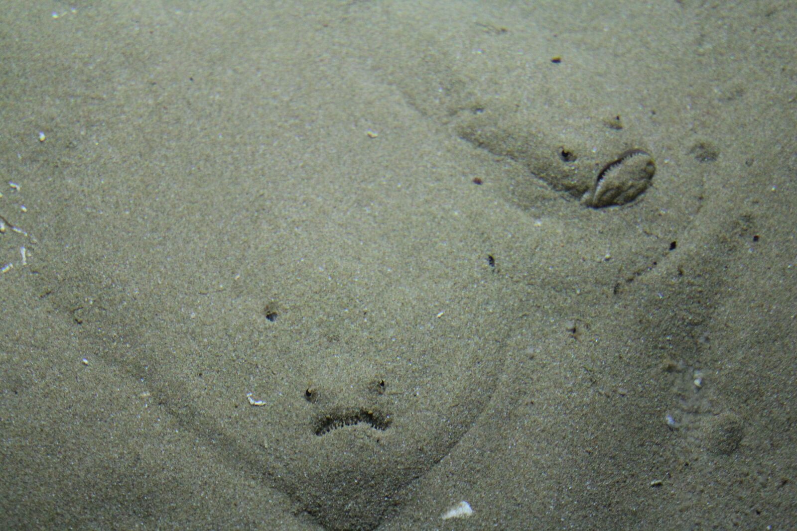 Canon EOS 60D sample photo. Fish, sand, greece photography