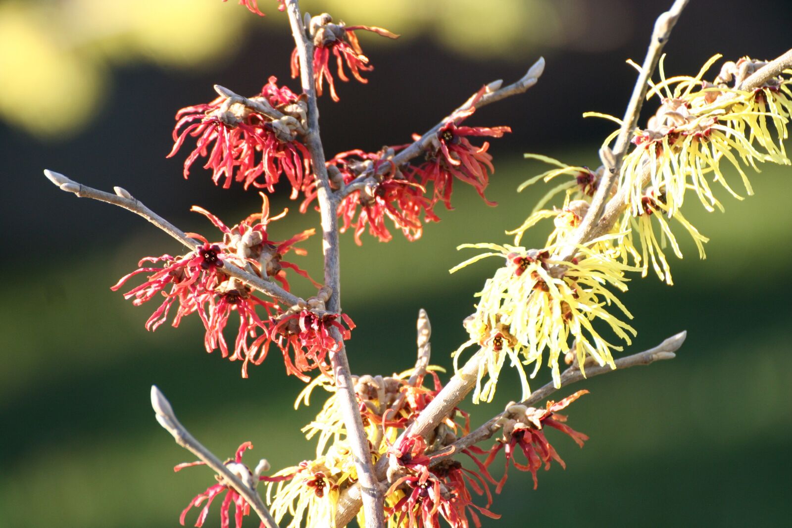 Canon EOS 350D (EOS Digital Rebel XT / EOS Kiss Digital N) sample photo. Witch hazel, bush, branch photography