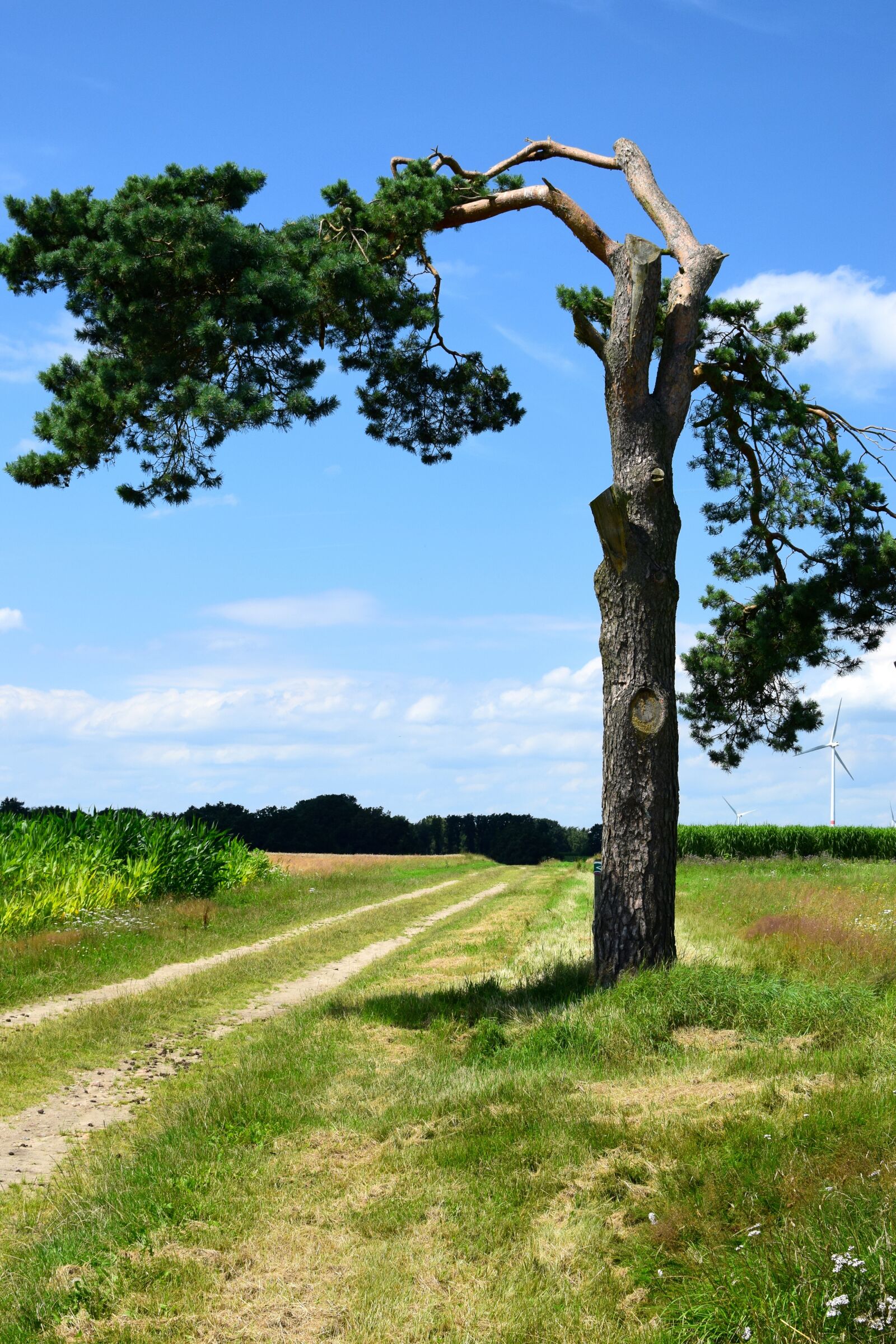 Nikon D5300 sample photo. Bizarre, pine, crippled photography