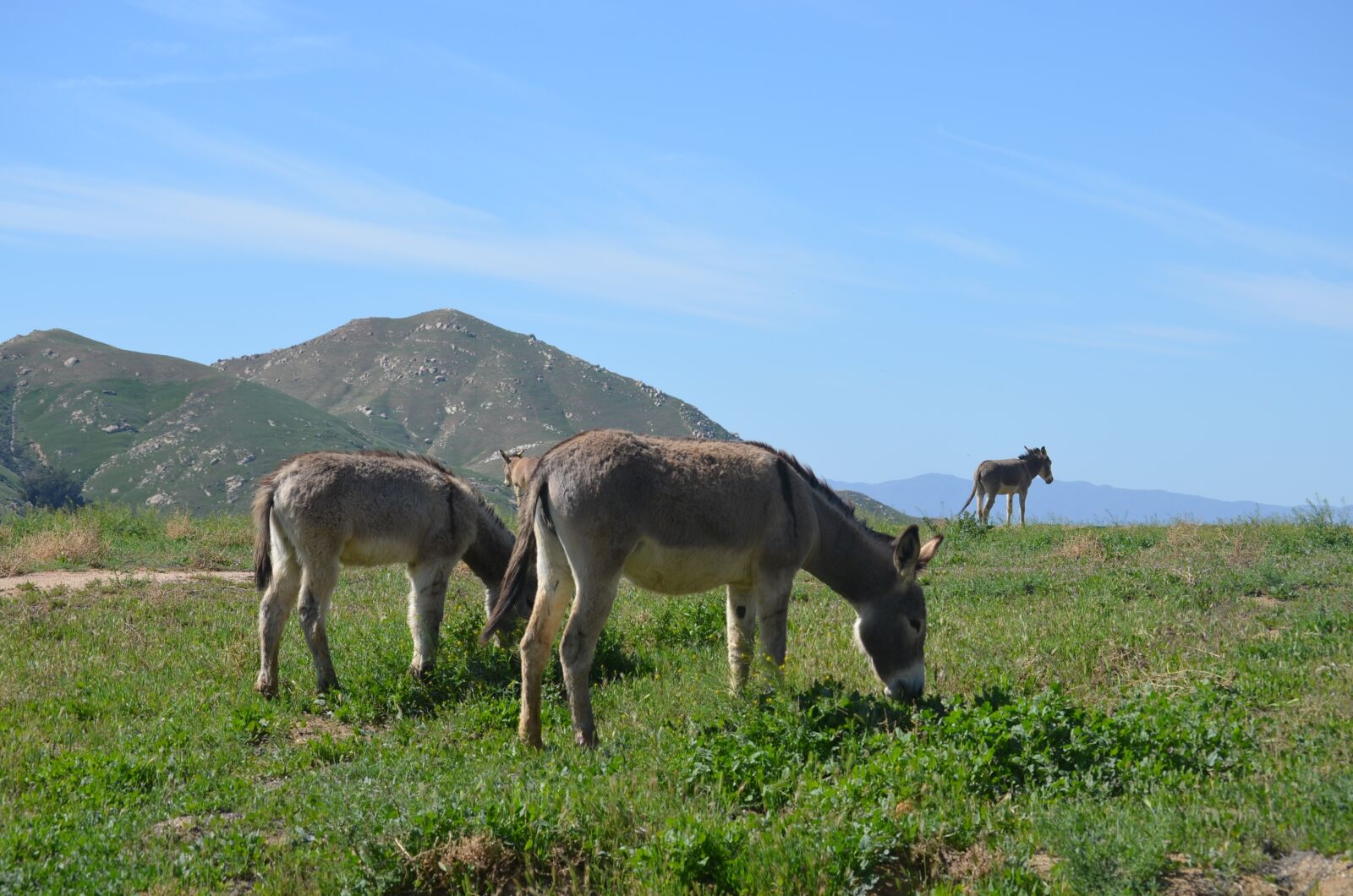 Nikon D5100 sample photo. Wild burros, california burros photography
