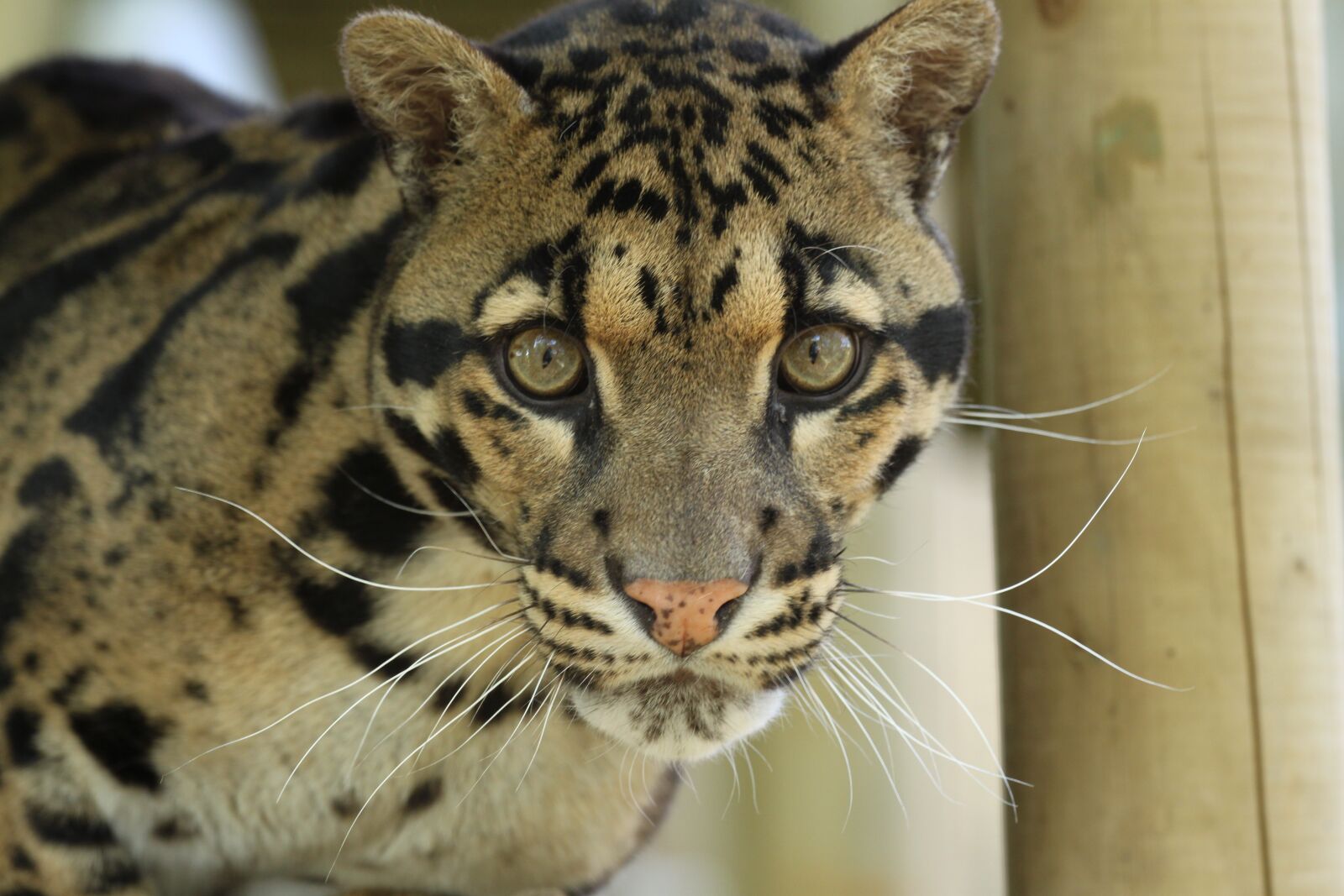 Canon EOS 500D (EOS Rebel T1i / EOS Kiss X3) sample photo. Cloud leopard, leopard, predator photography