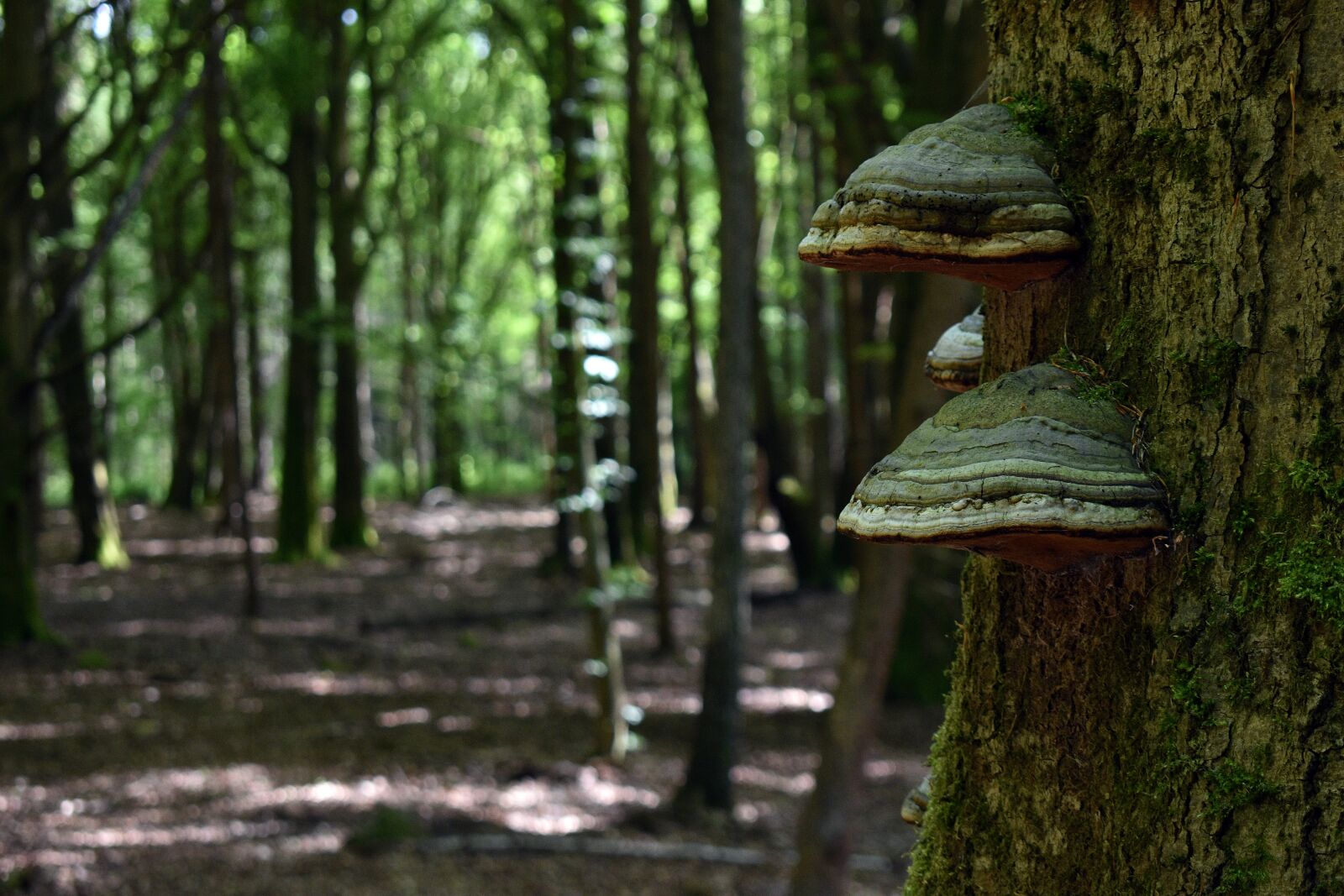 Nikon D3400 sample photo. Hub, moss, nature photography