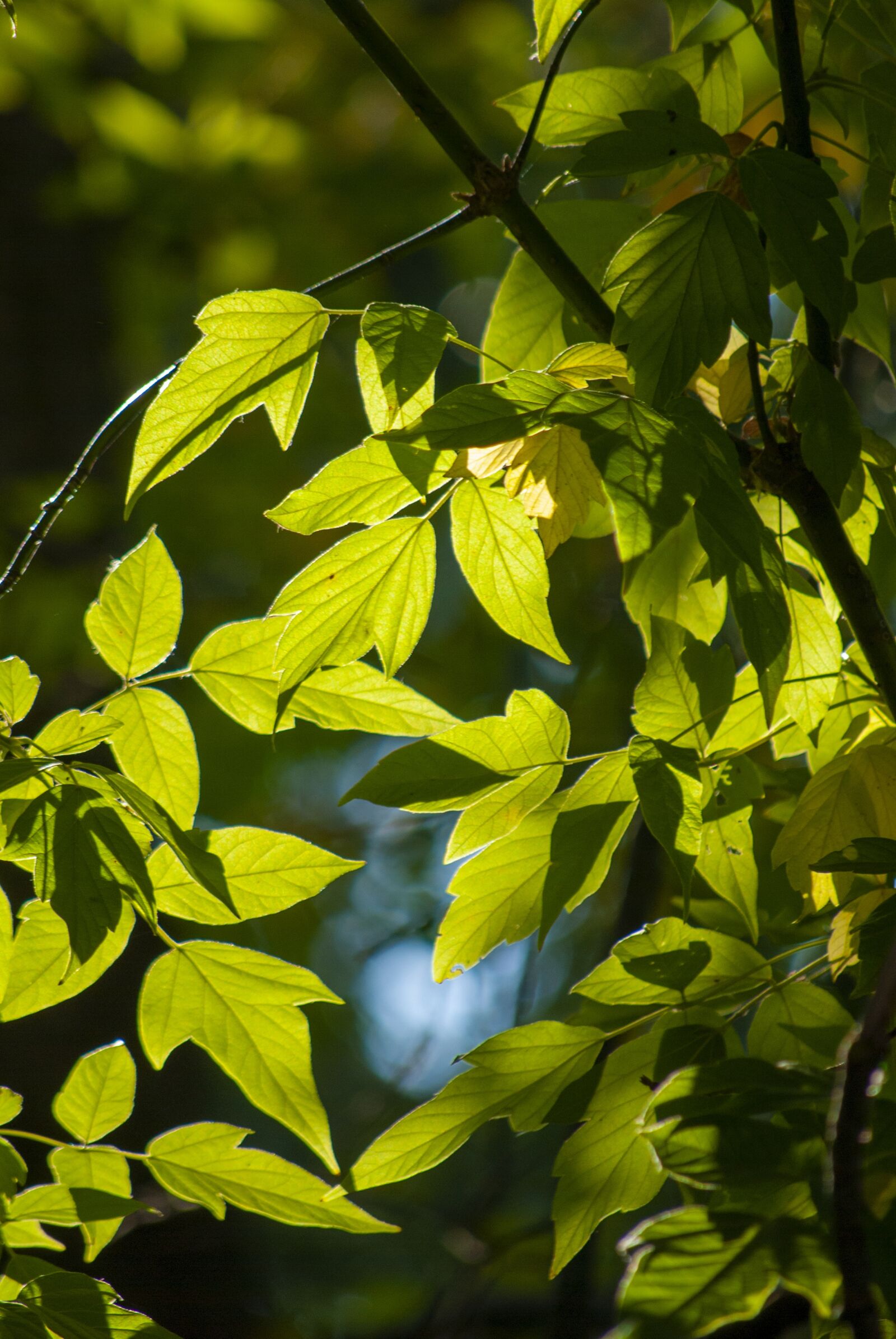 Nikon D60 sample photo. Green leaves, nature, sun photography