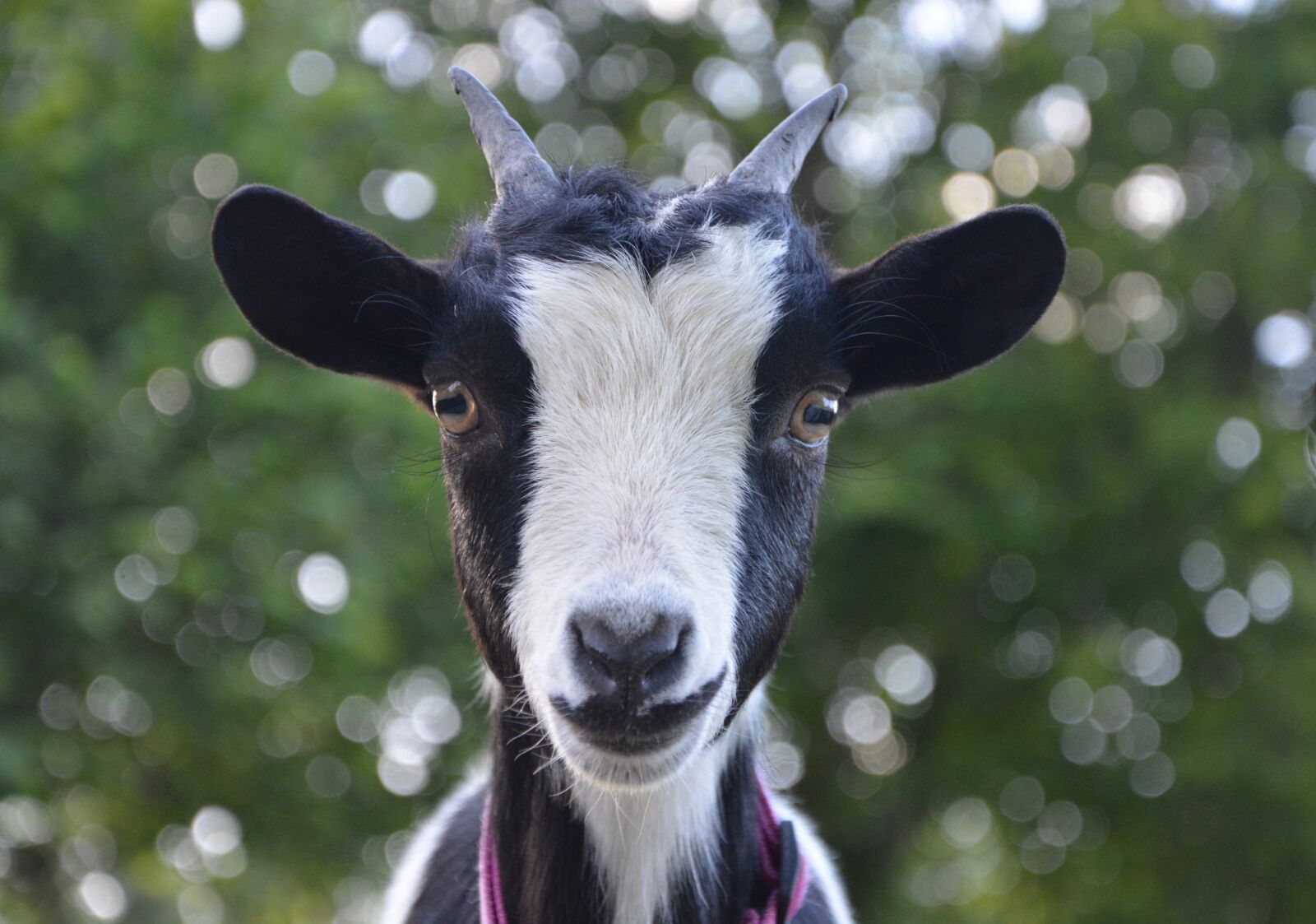 Nikon D5200 sample photo. Goat, nature, black photography