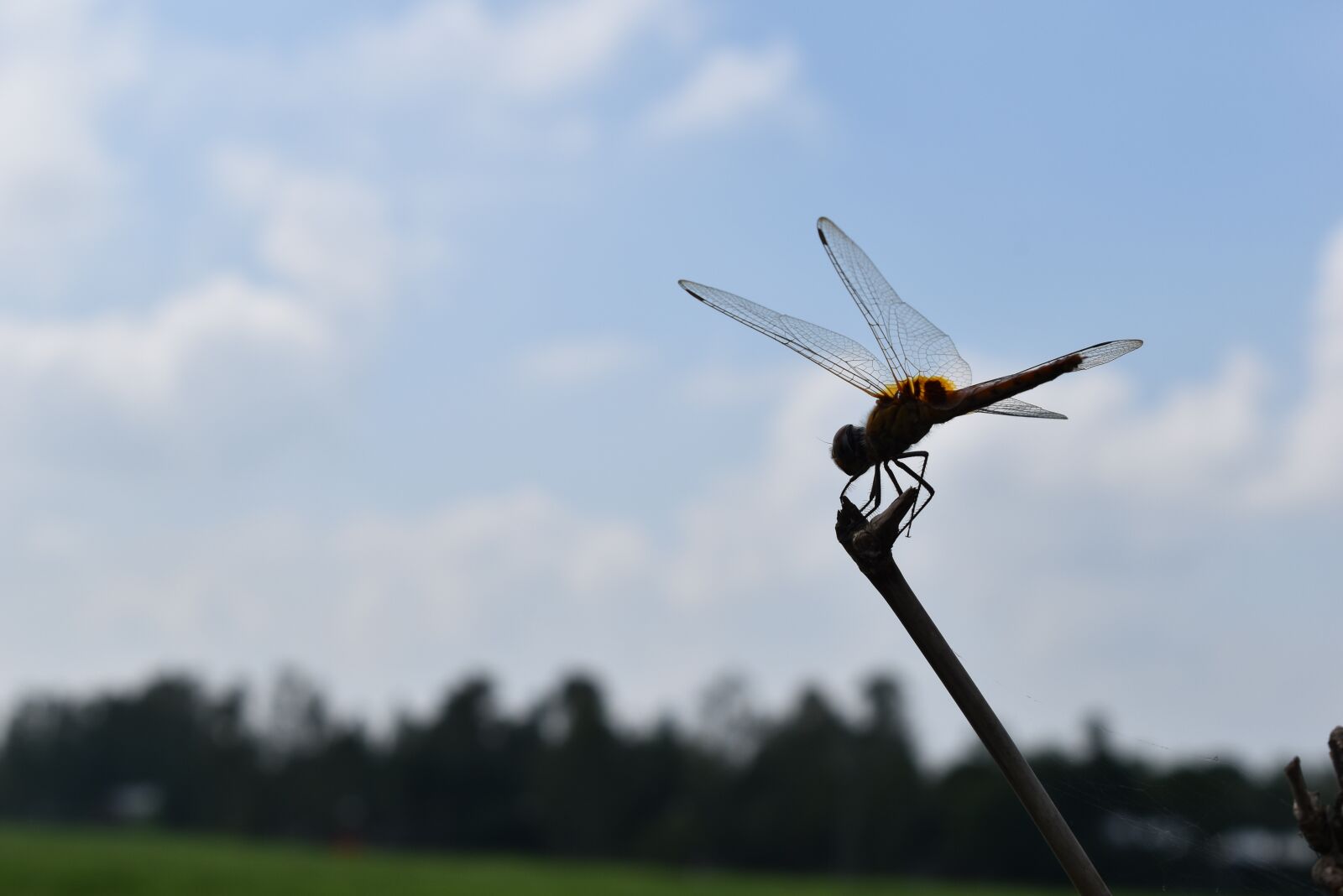 Nikon D5600 sample photo. Natural, butterfly, outdoor photography