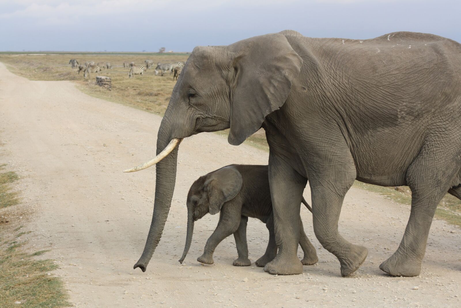 Canon EOS 1000D (EOS Digital Rebel XS / EOS Kiss F) sample photo. Elephant, baby, africa photography