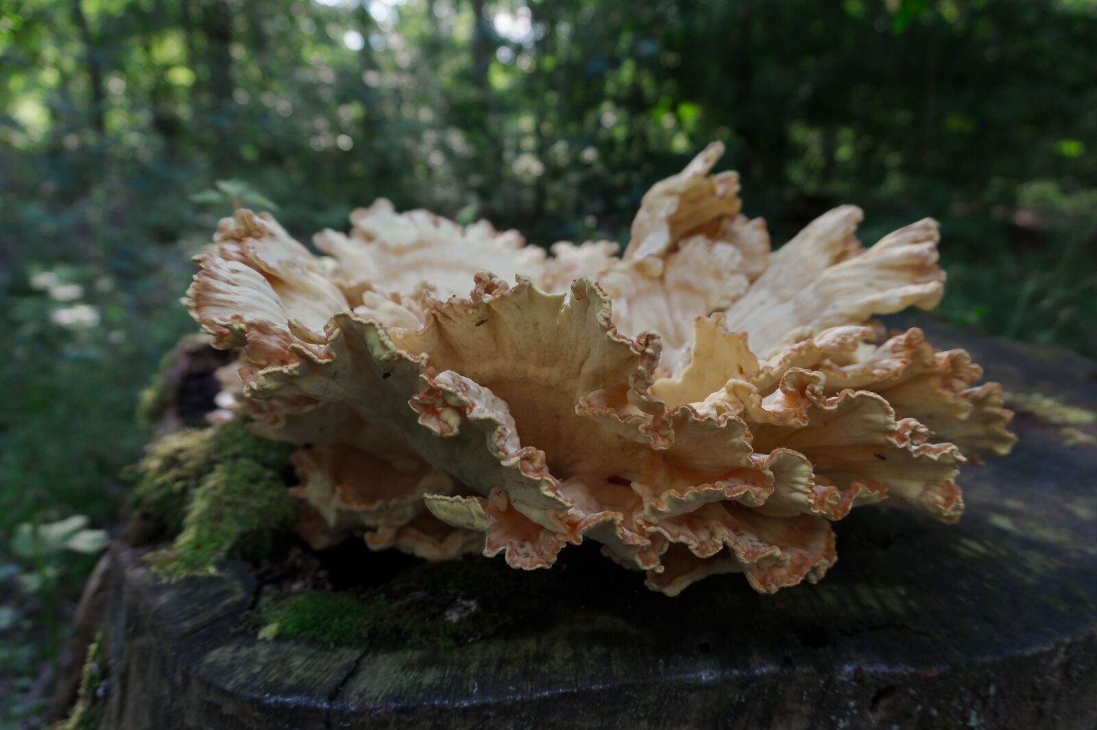 Sony Alpha a5000 (ILCE 5000) sample photo. Nature, wood, tree photography