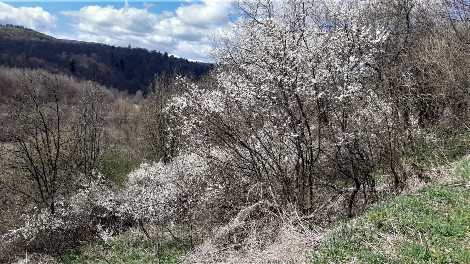 Samsung Galaxy A50 sample photo. Blackthorn, spring, bieszczady photography
