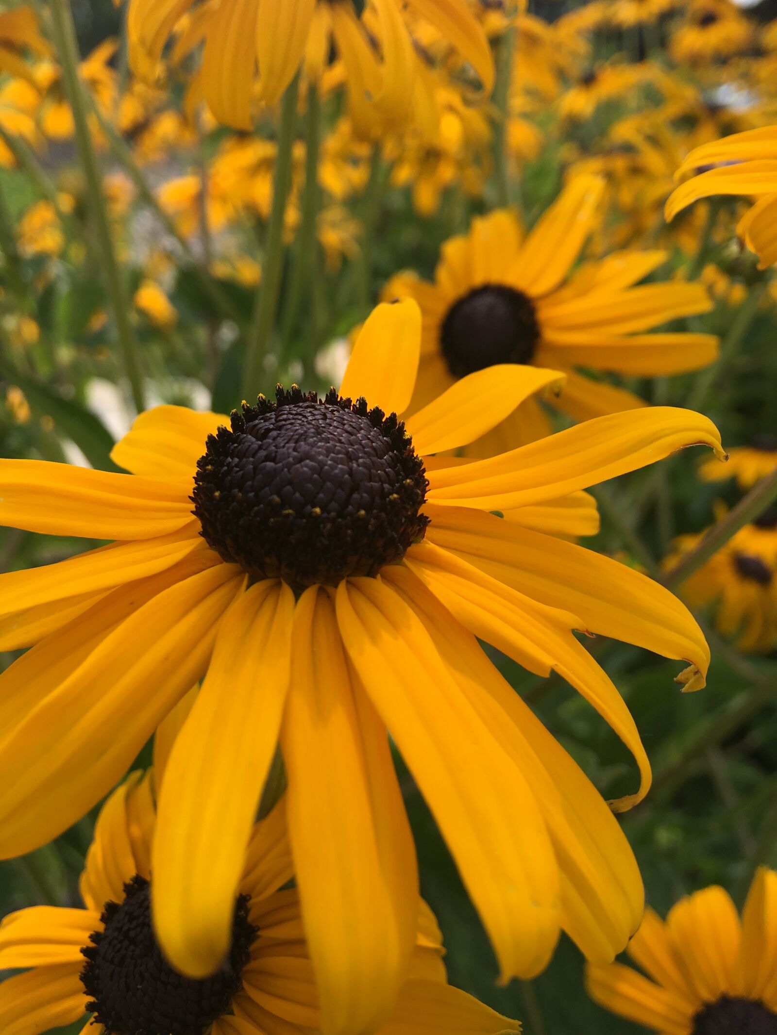 Apple iPhone 6s Plus sample photo. Yellow, sunflower, bloom photography
