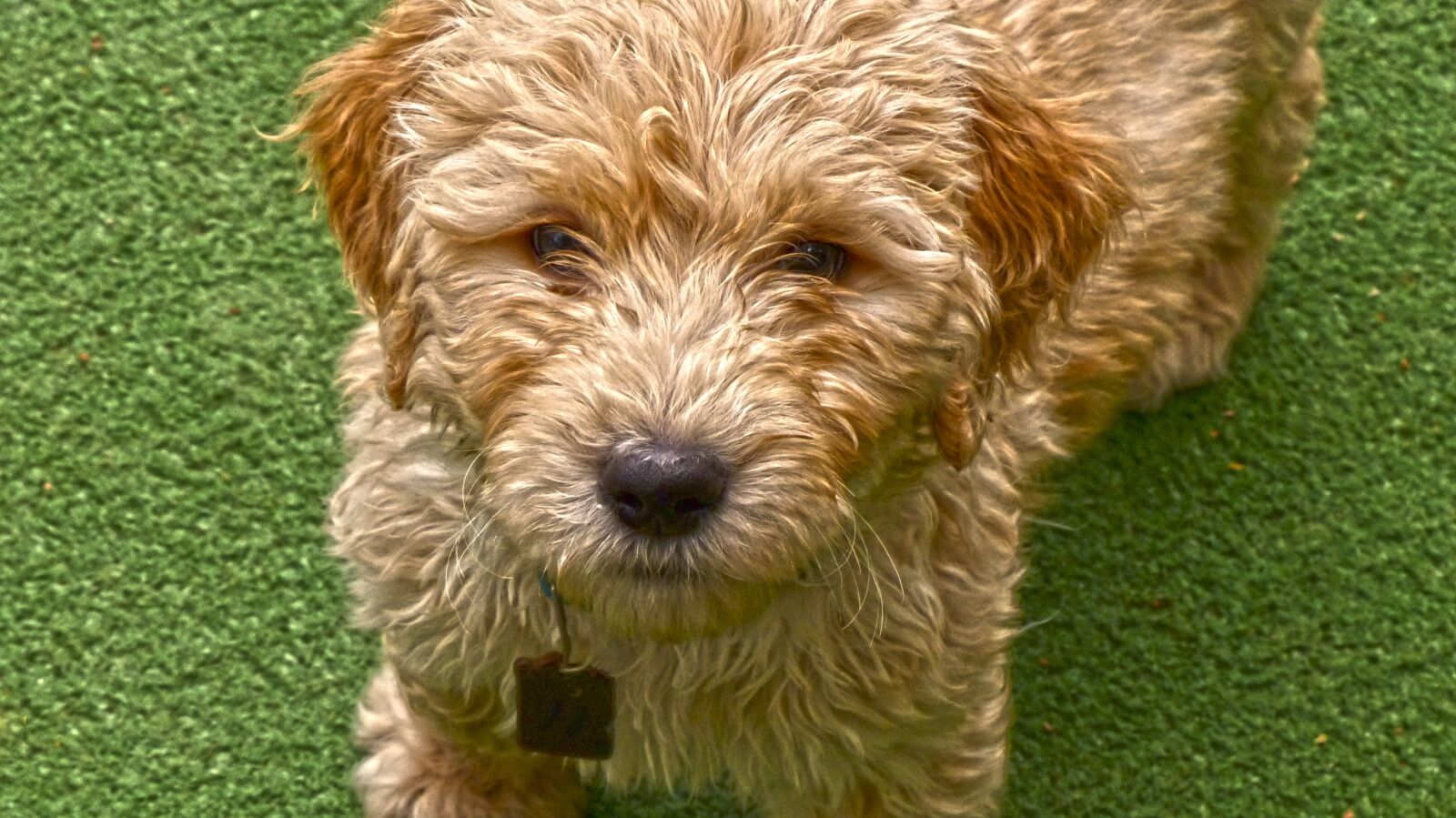 Panasonic Lumix DMC-FZ200 sample photo. Dog, puppy, golden doodle photography