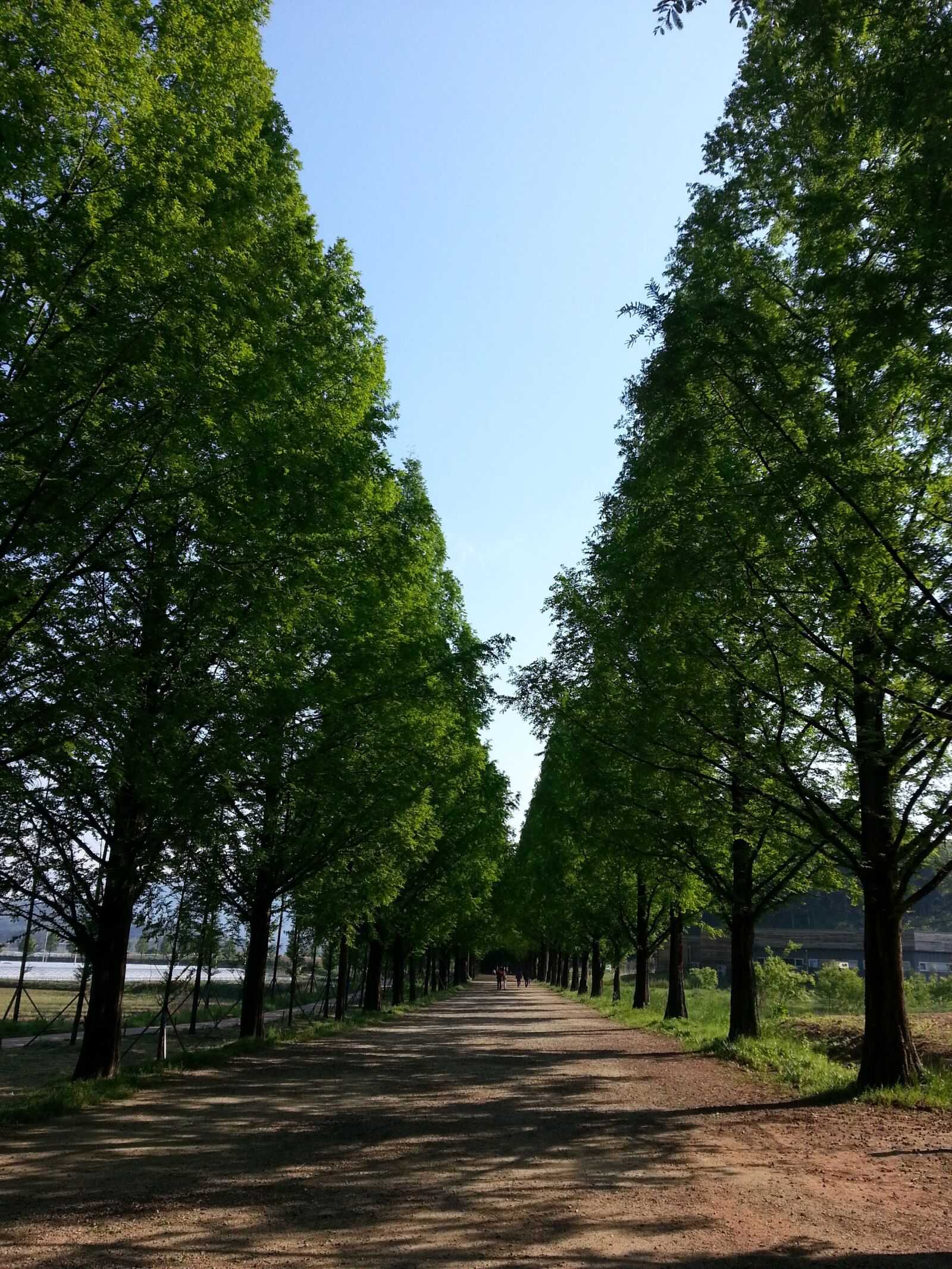 Samsung Galaxy S3 sample photo. Forest road, trees, gil photography