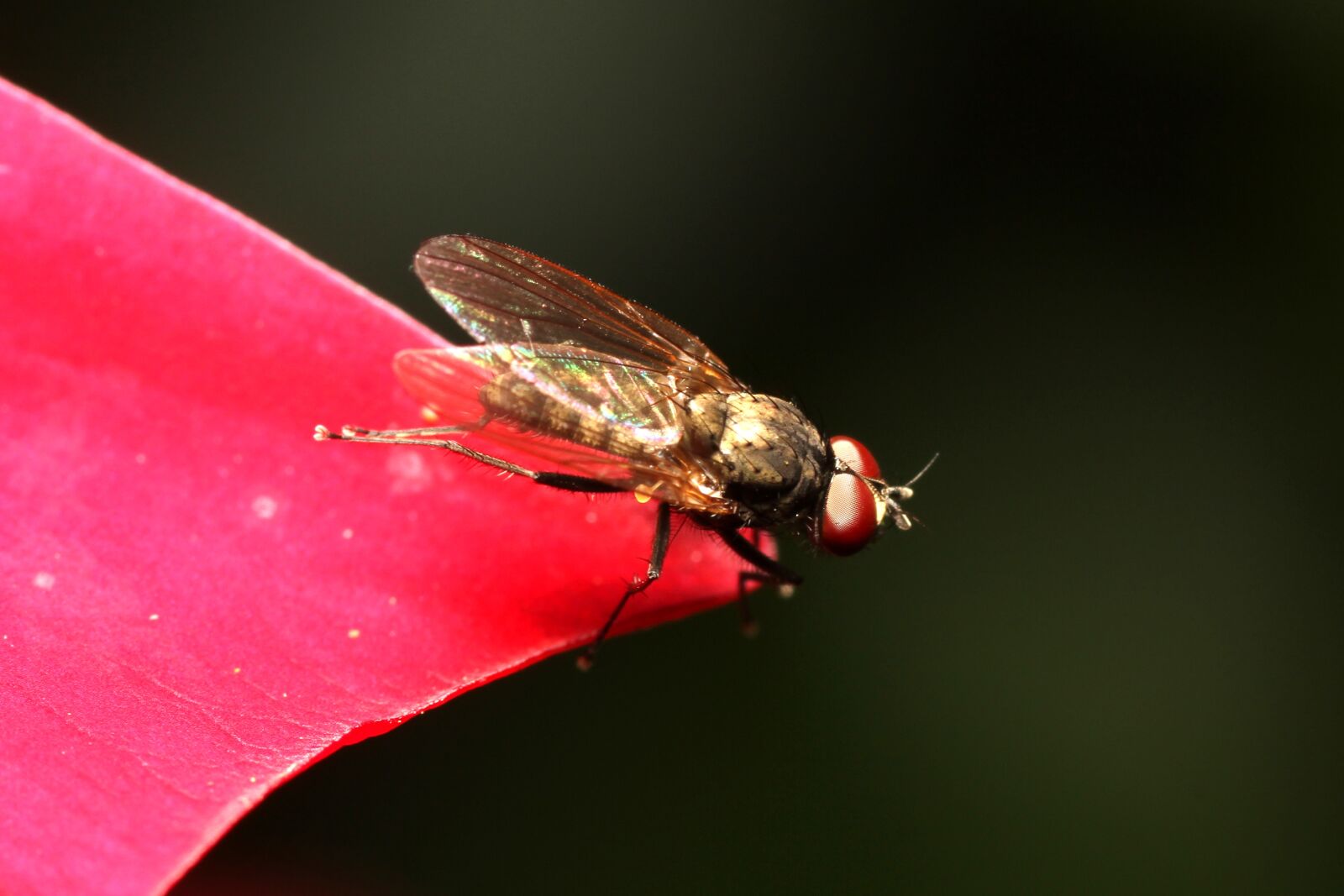 Canon EOS 60D sample photo. Insect, mosquito, nature photography