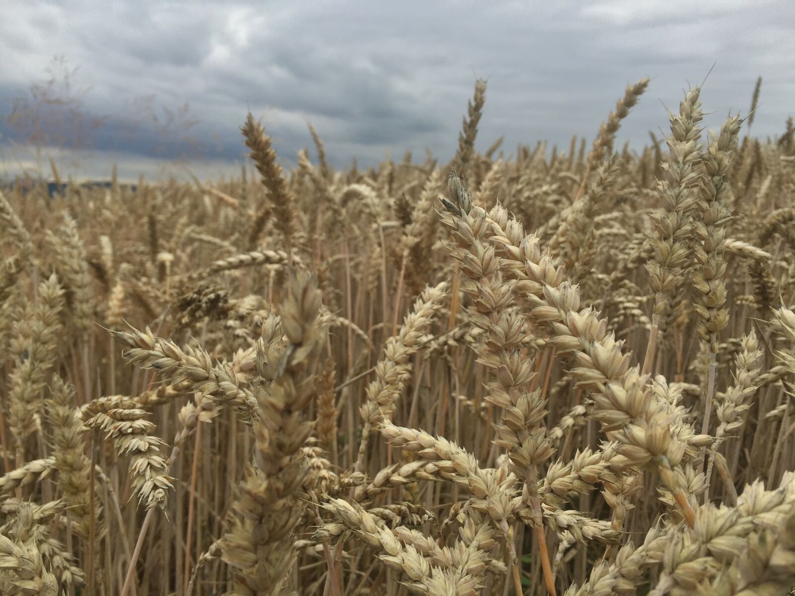 Apple iPhone 6 sample photo. Agriculture, crops, field, hay photography