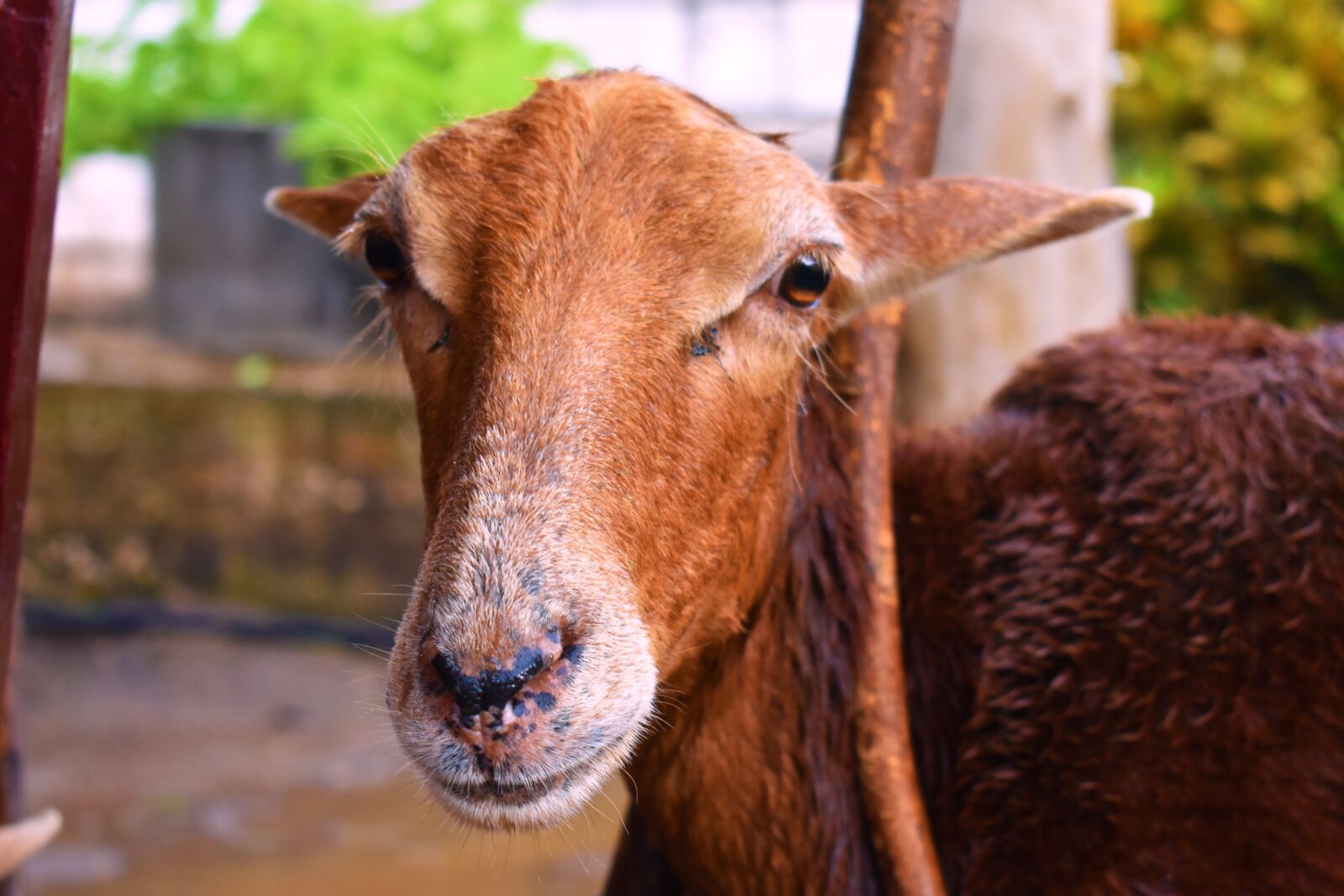Nikon D3400 sample photo. Animals, ram, nature photography