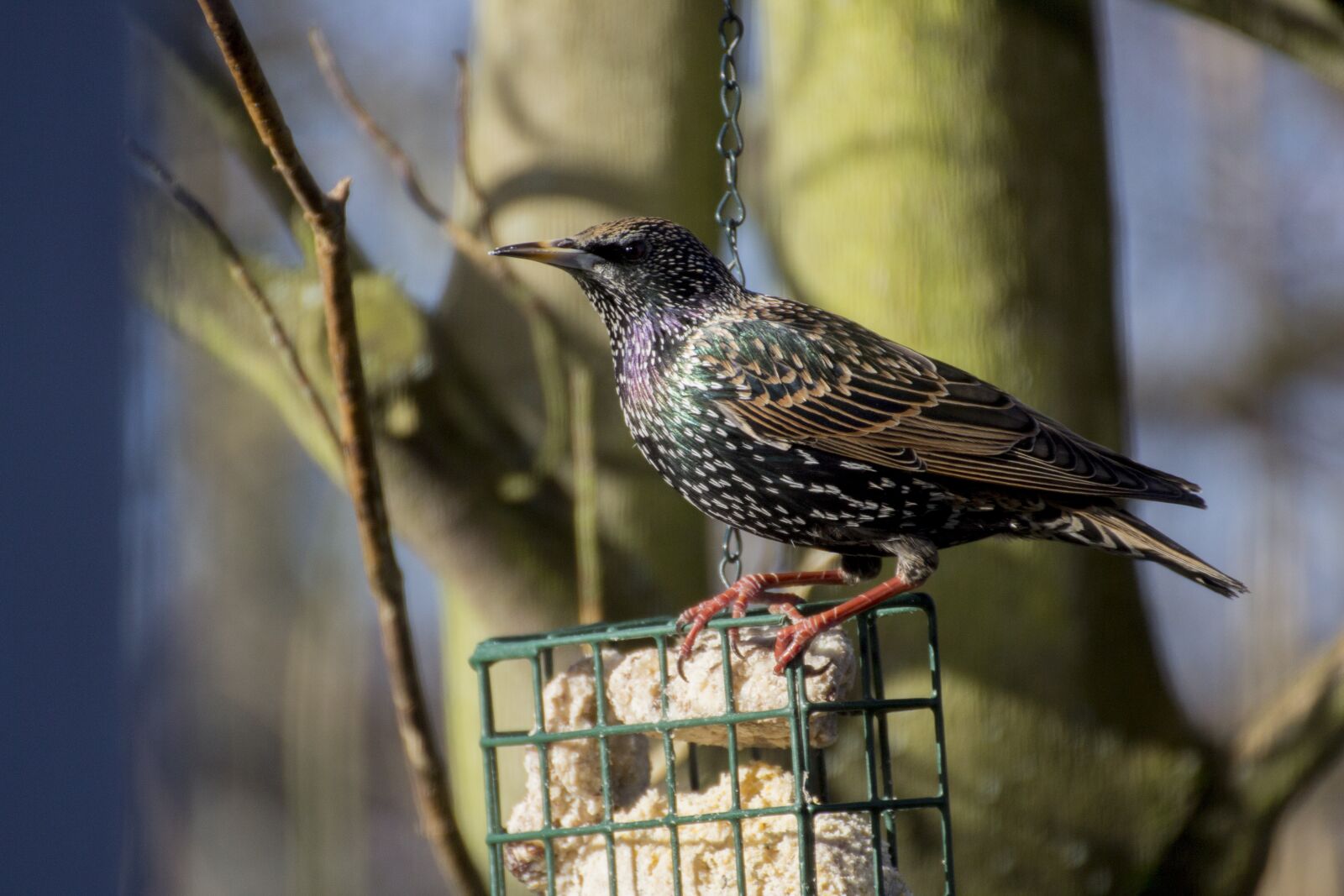 Canon EOS 600D (Rebel EOS T3i / EOS Kiss X5) sample photo. Star, songbird, bird photography