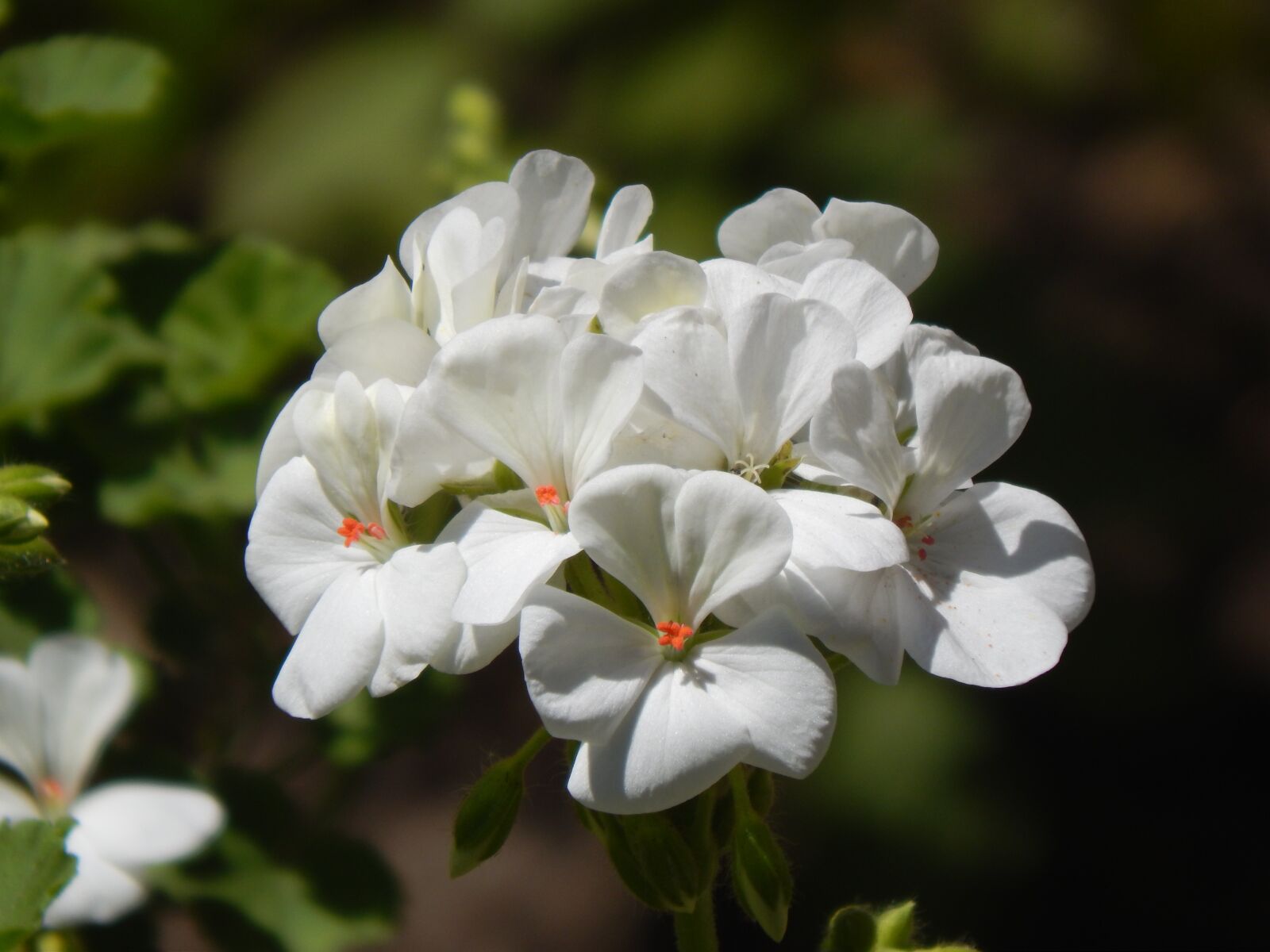 Nikon Coolpix L820 sample photo. Geranium, malv n, white photography