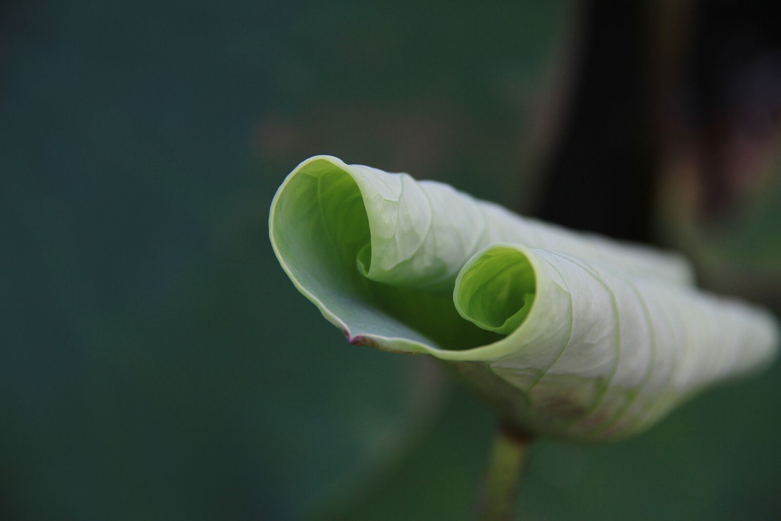 Canon EOS 7D sample photo. Nature, plant, leaf photography