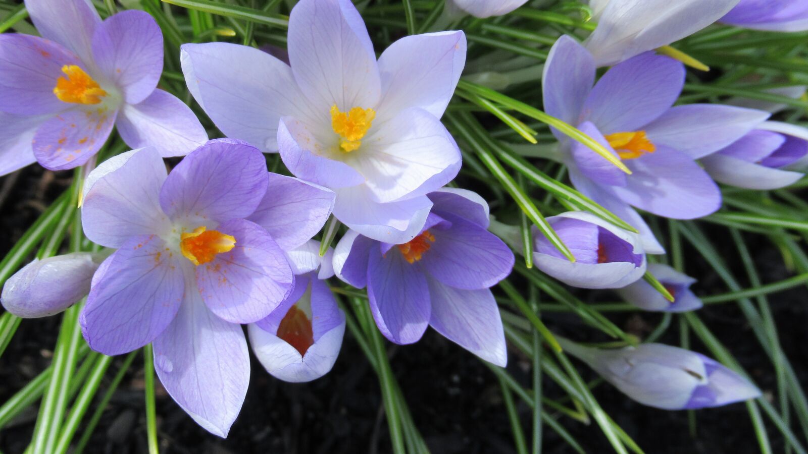 Canon PowerShot SX620 HS sample photo. Crocus, flower, nature photography