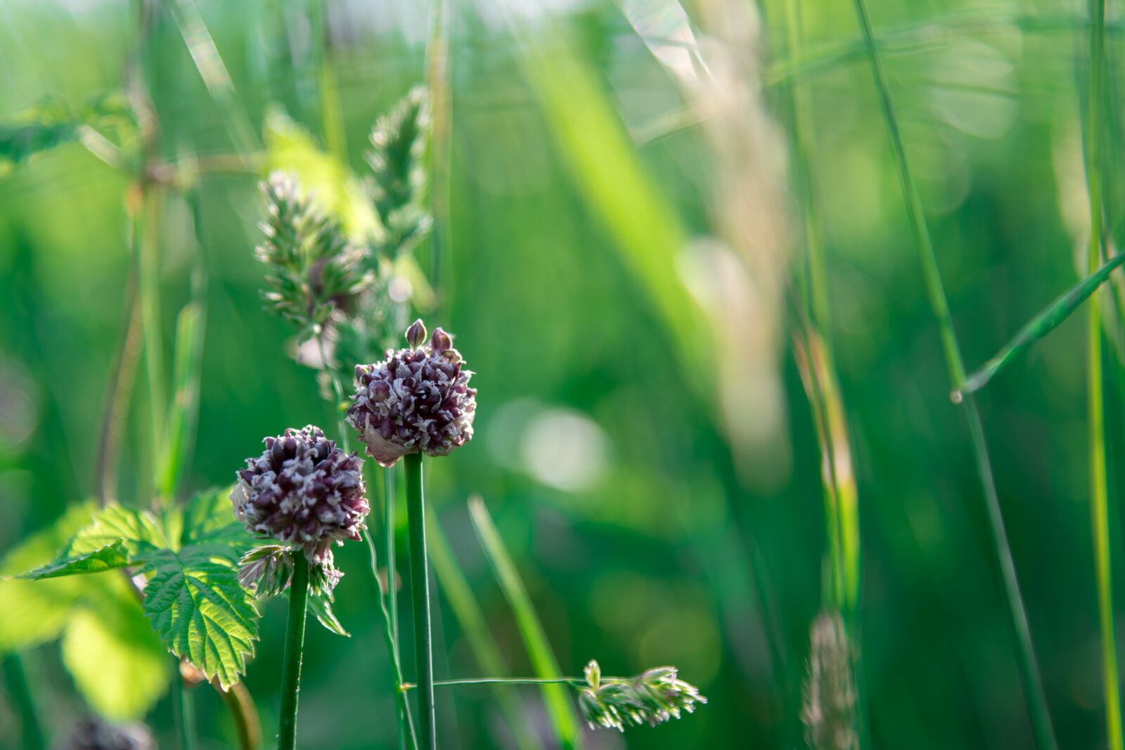Nikon D850 sample photo. Clover, nature, grass photography