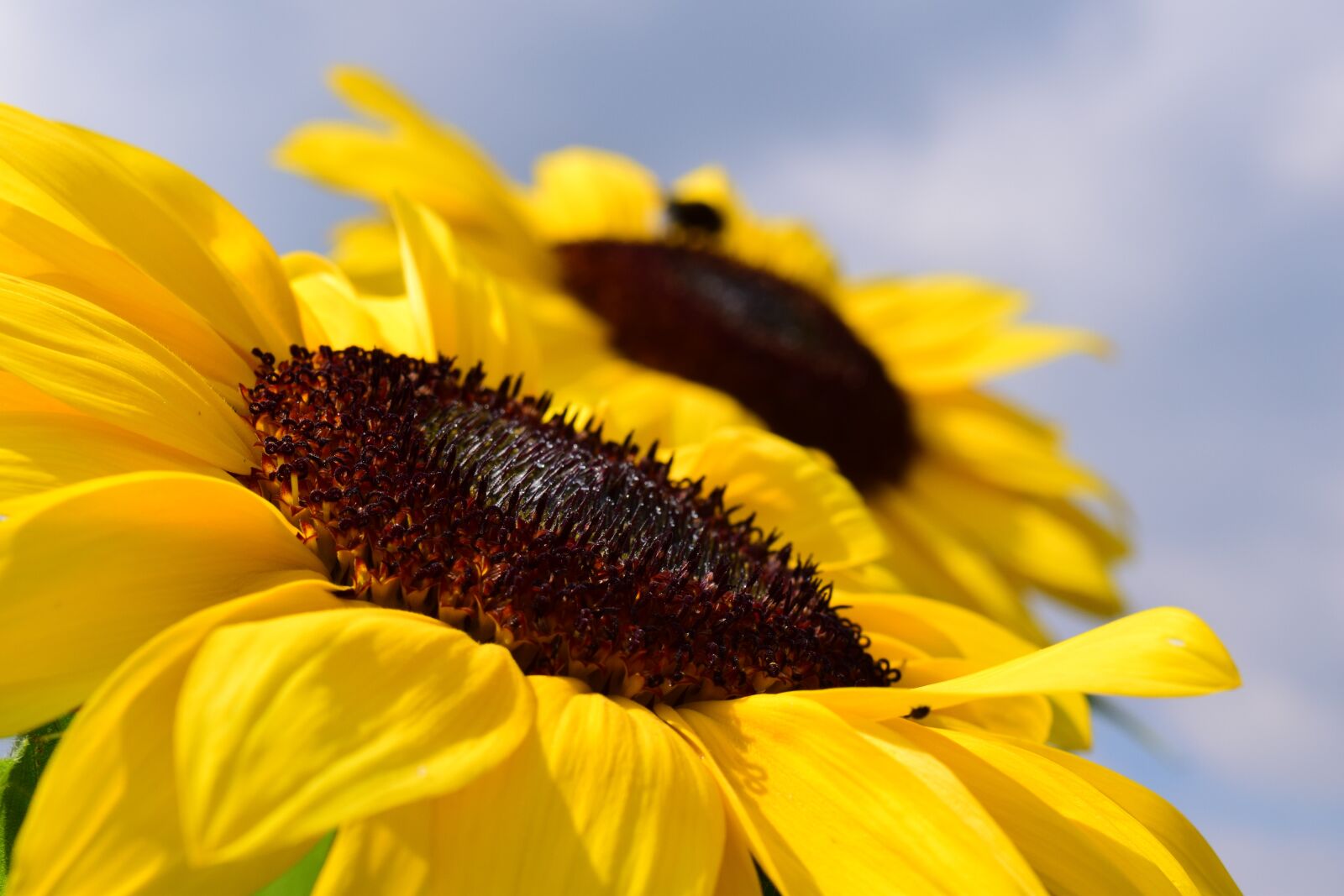 Nikon D3300 sample photo. Sunflower, sky, blue photography