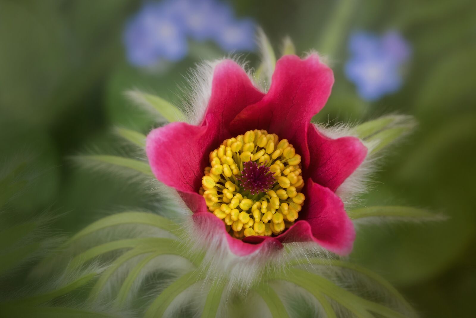 Canon EOS 7D Mark II sample photo. Nature, flowers, blossom photography