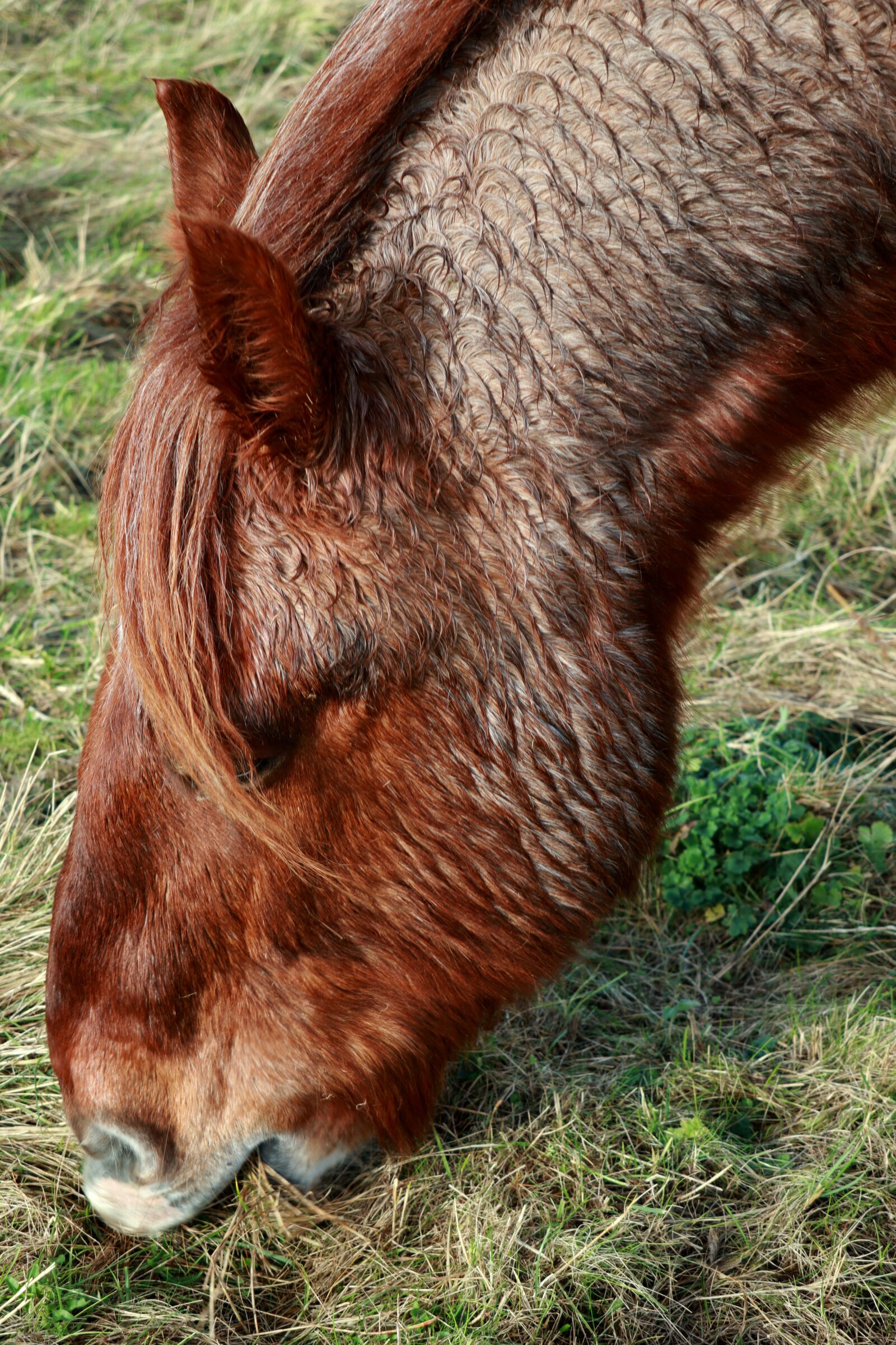 Canon PowerShot G1 X Mark III sample photo. Animal, horse, head photography