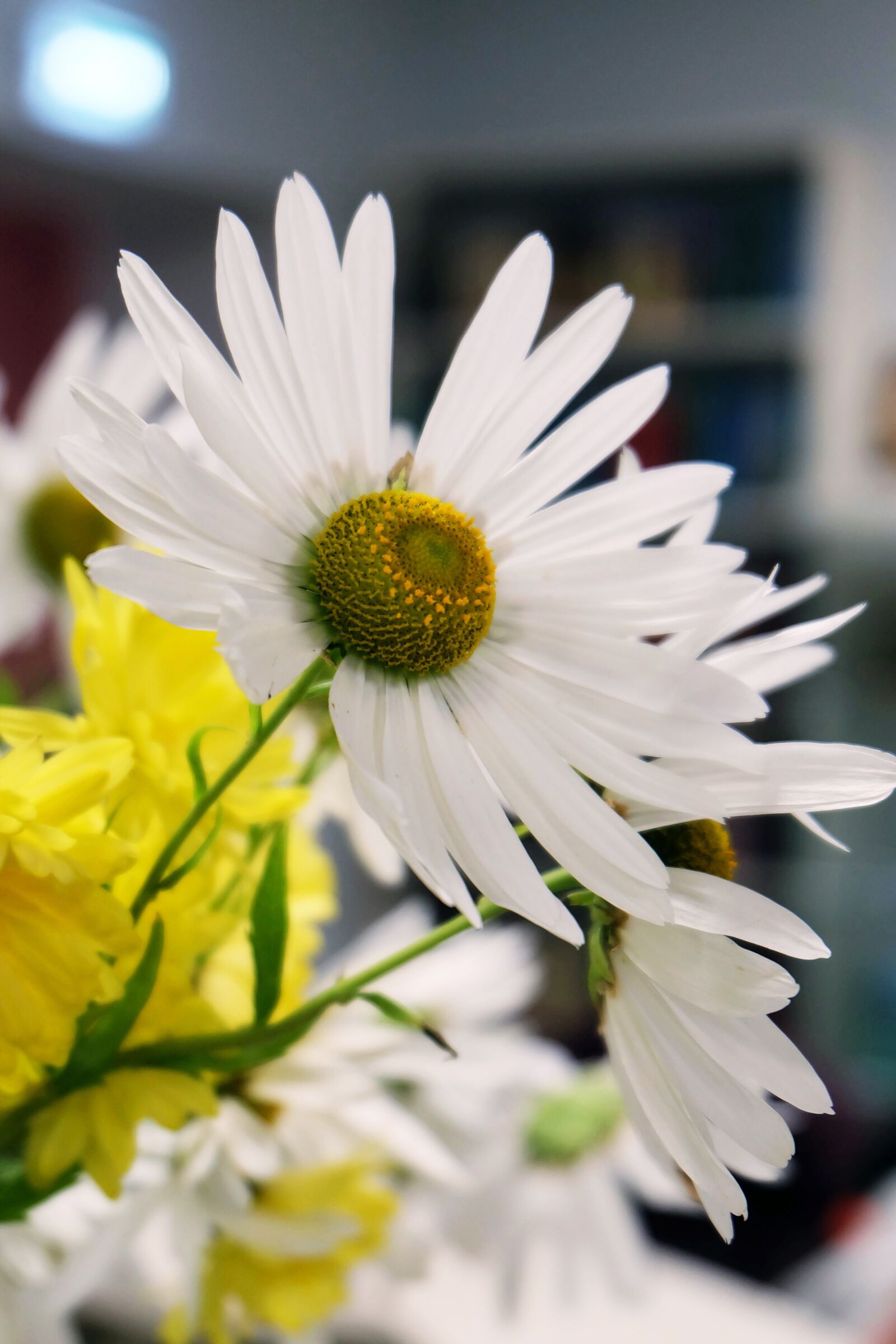 Fujifilm X-A2 sample photo. Daisy, flowers, chamomile photography