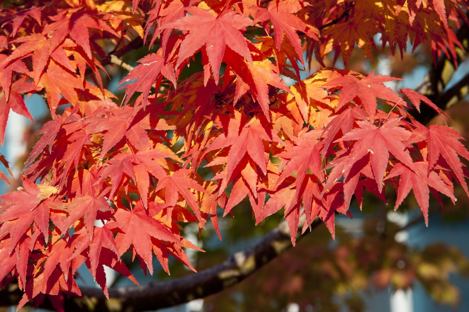Canon EOS 5D sample photo. Autumn leaves, autumn, red photography