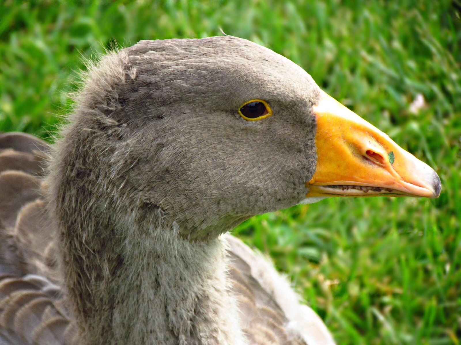 Canon PowerShot SX30 IS sample photo. Goose, bird, nature photography