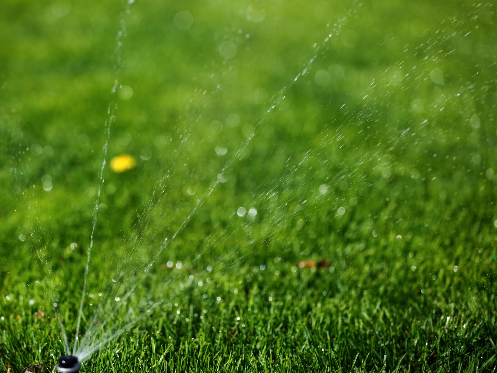 Canon EOS 5D Mark III sample photo. Grass, shallow, dof, sprinkler photography
