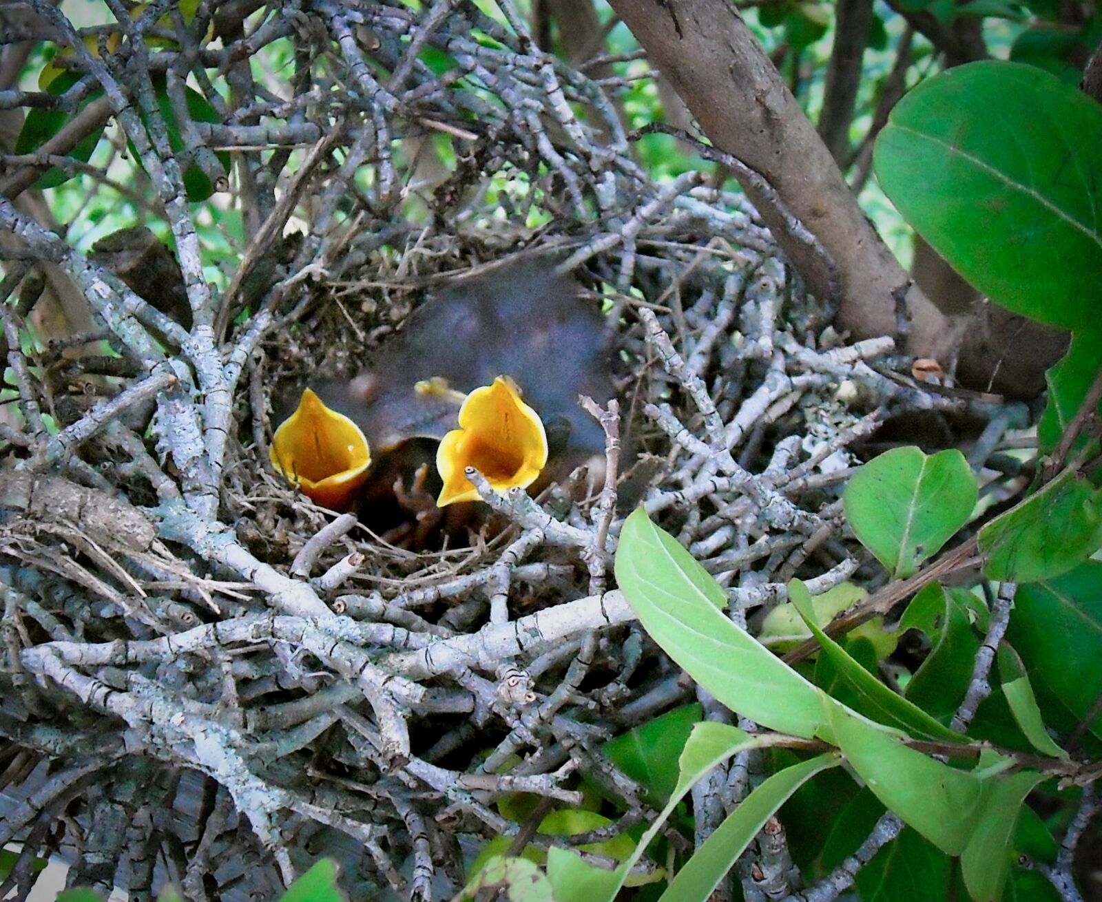 Nikon Coolpix L18 sample photo. Birds, chicks, nature photography