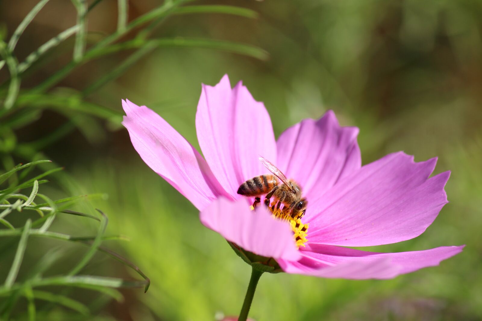 Canon EOS 70D + Canon EF-S 55-250mm F4-5.6 IS sample photo. Cosmos, bee, flowers photography