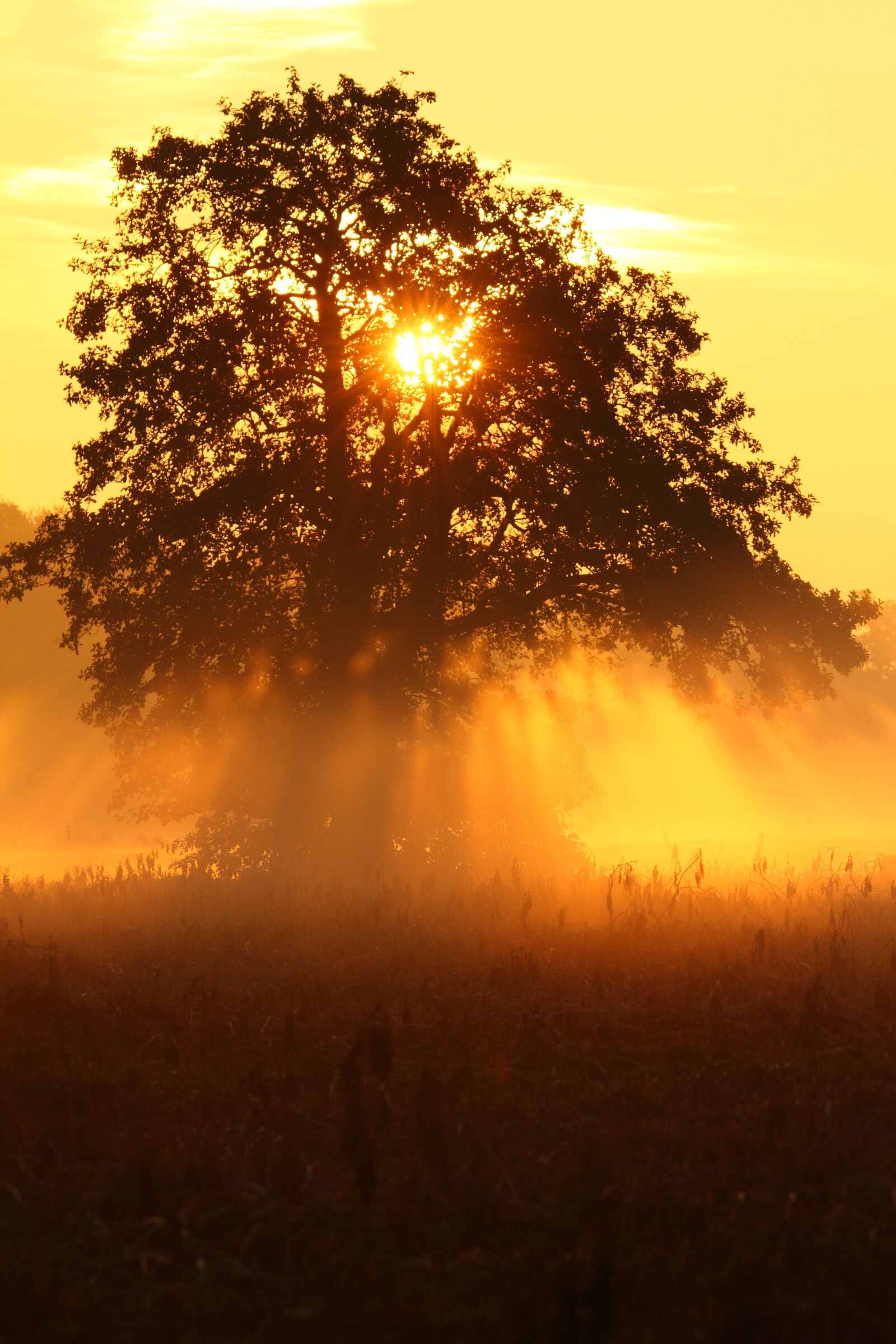 Canon EOS 7D sample photo. Tree, sunrise, morning photography