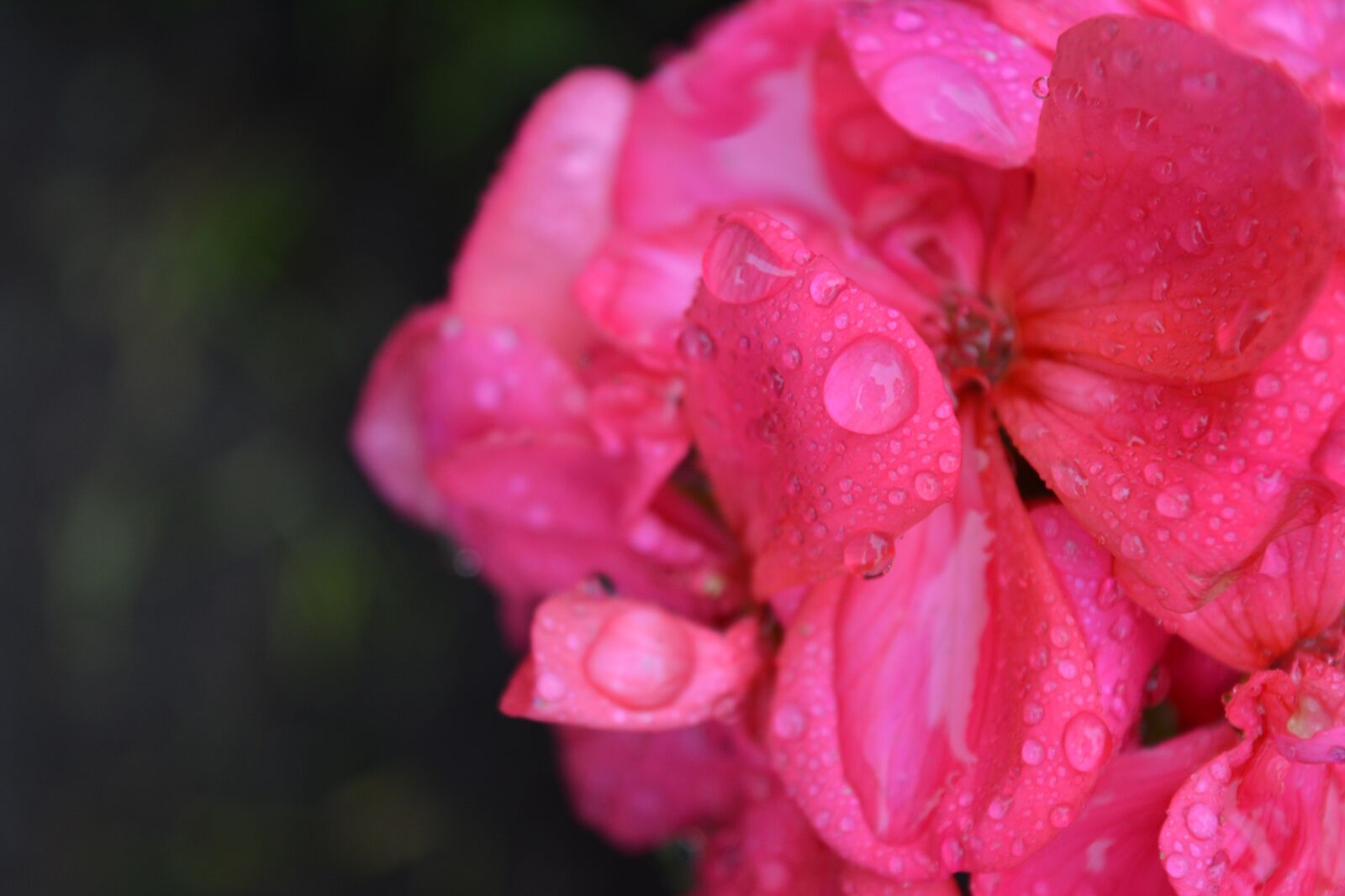 Nikon D5200 sample photo. Flower, rosa, flower wet photography