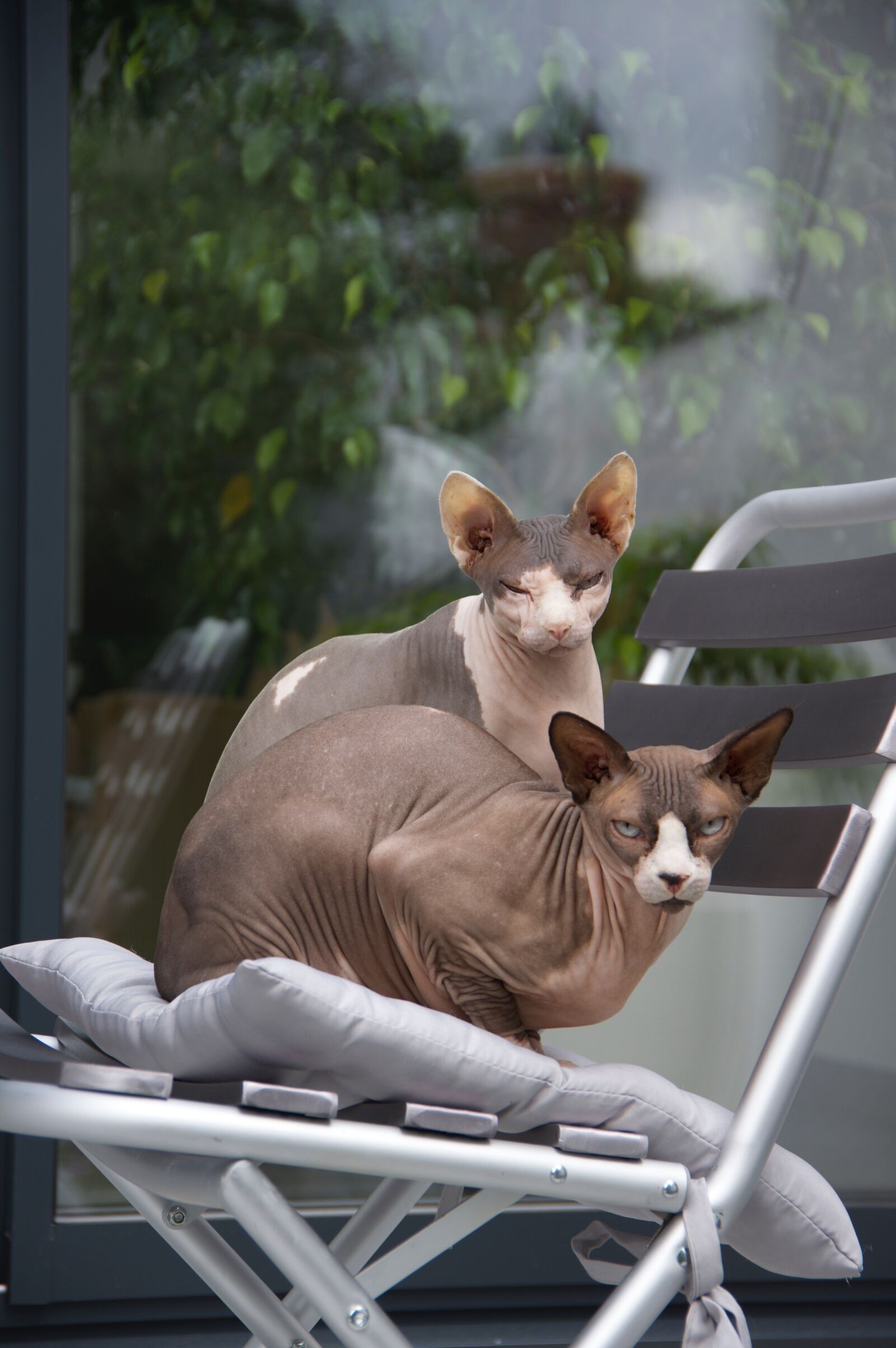 Pentax K-3 sample photo. Cats without hair, mammal photography