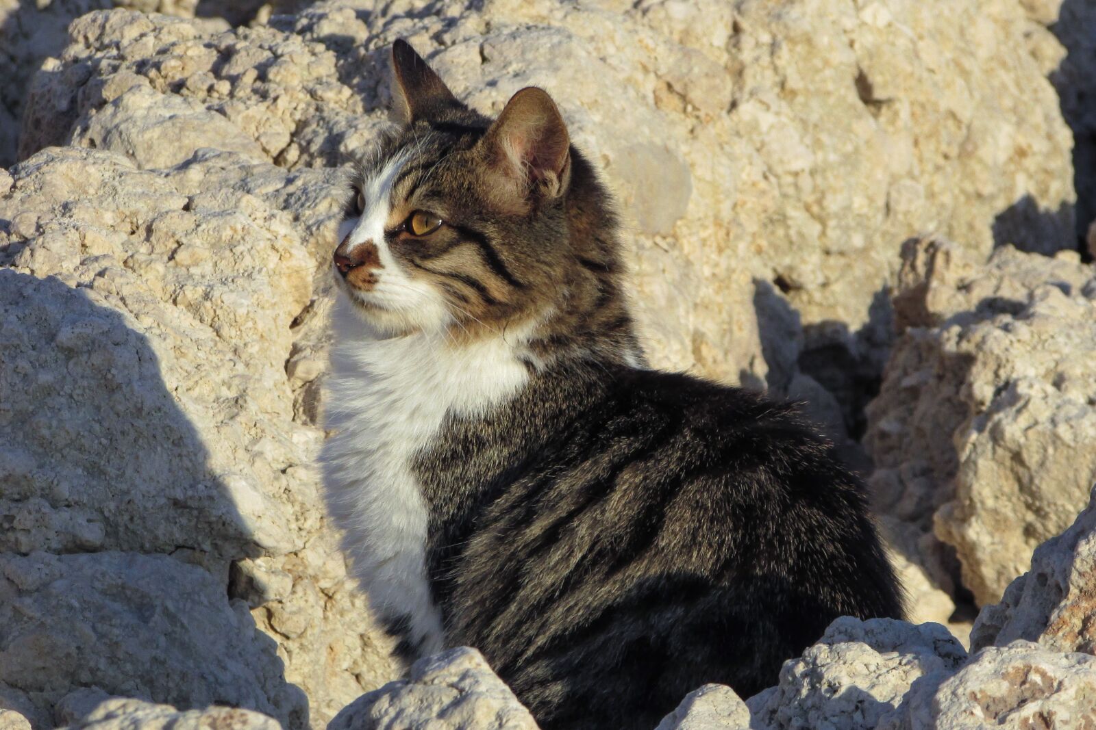 Canon PowerShot SX400 IS sample photo. Cat, stray, beach photography
