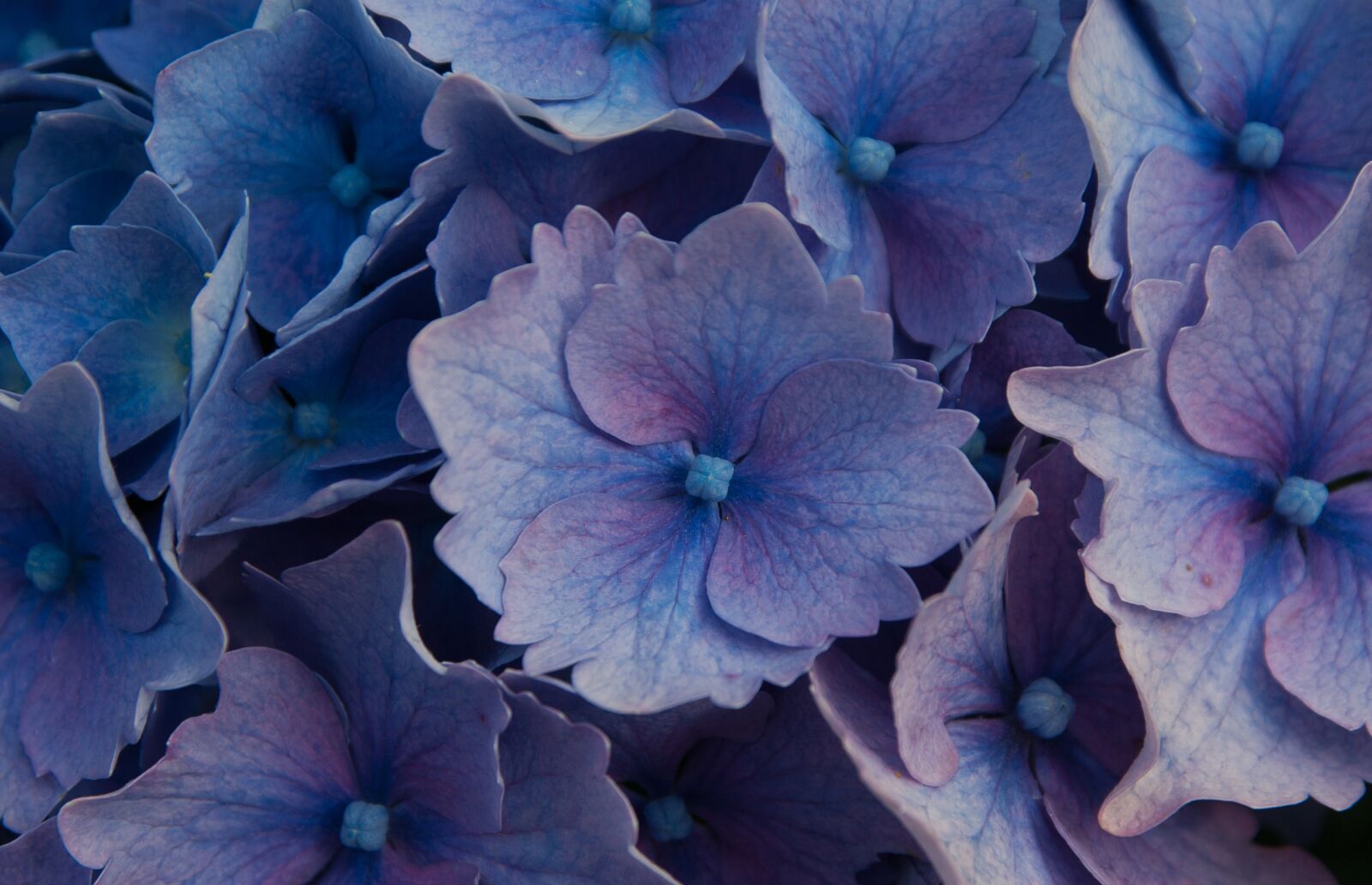 Pentax K10D sample photo. Flowers, hydrangeas, garden photography