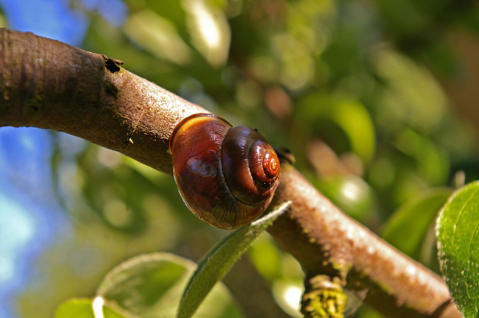 Pentax *ist DL2 sample photo. Shell, nature, snail photography