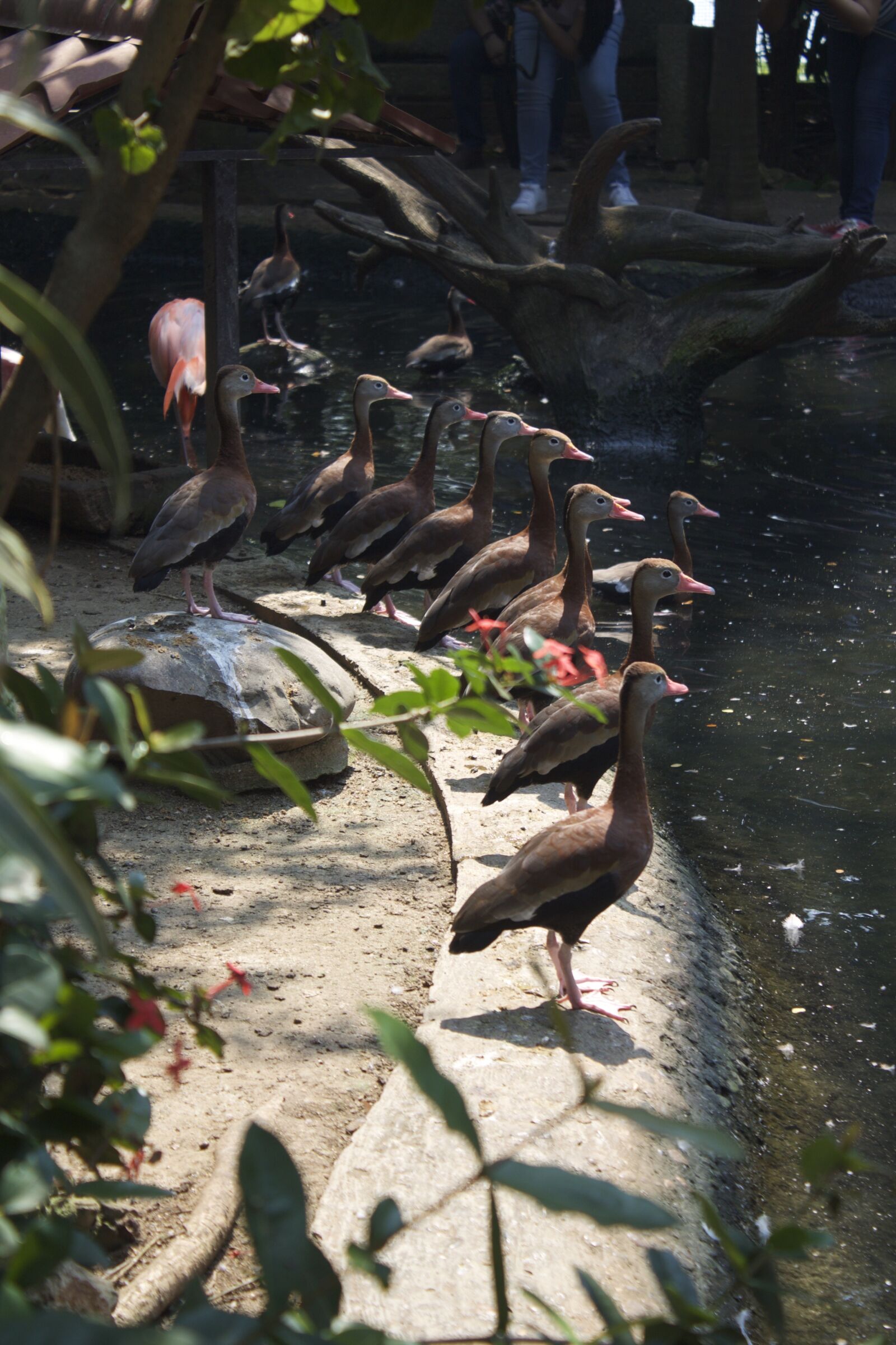 Canon EOS 1100D (EOS Rebel T3 / EOS Kiss X50) sample photo. Tabasco, mexico, birds photography
