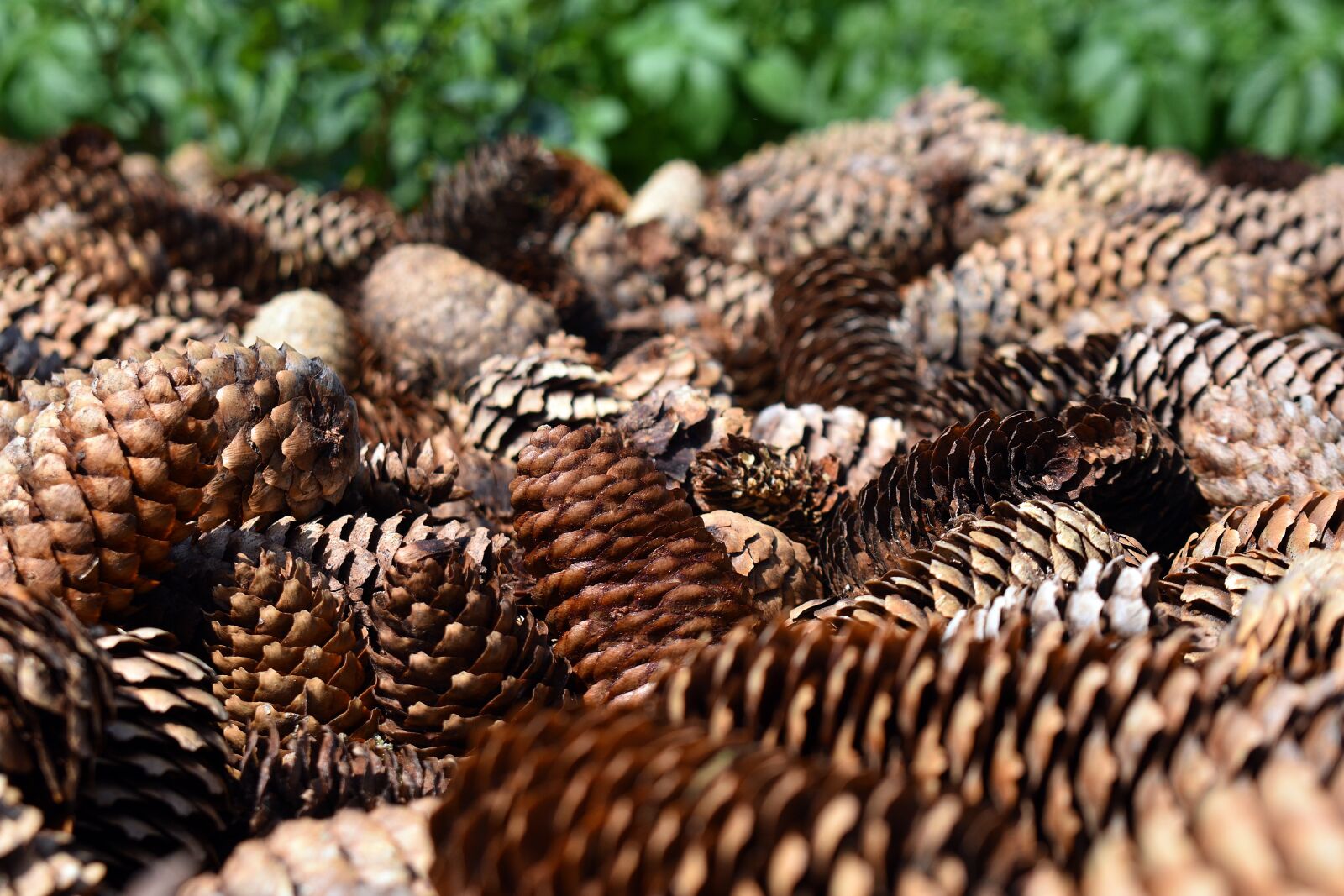 Nikon D3400 sample photo. Pine cone, cones, pine photography