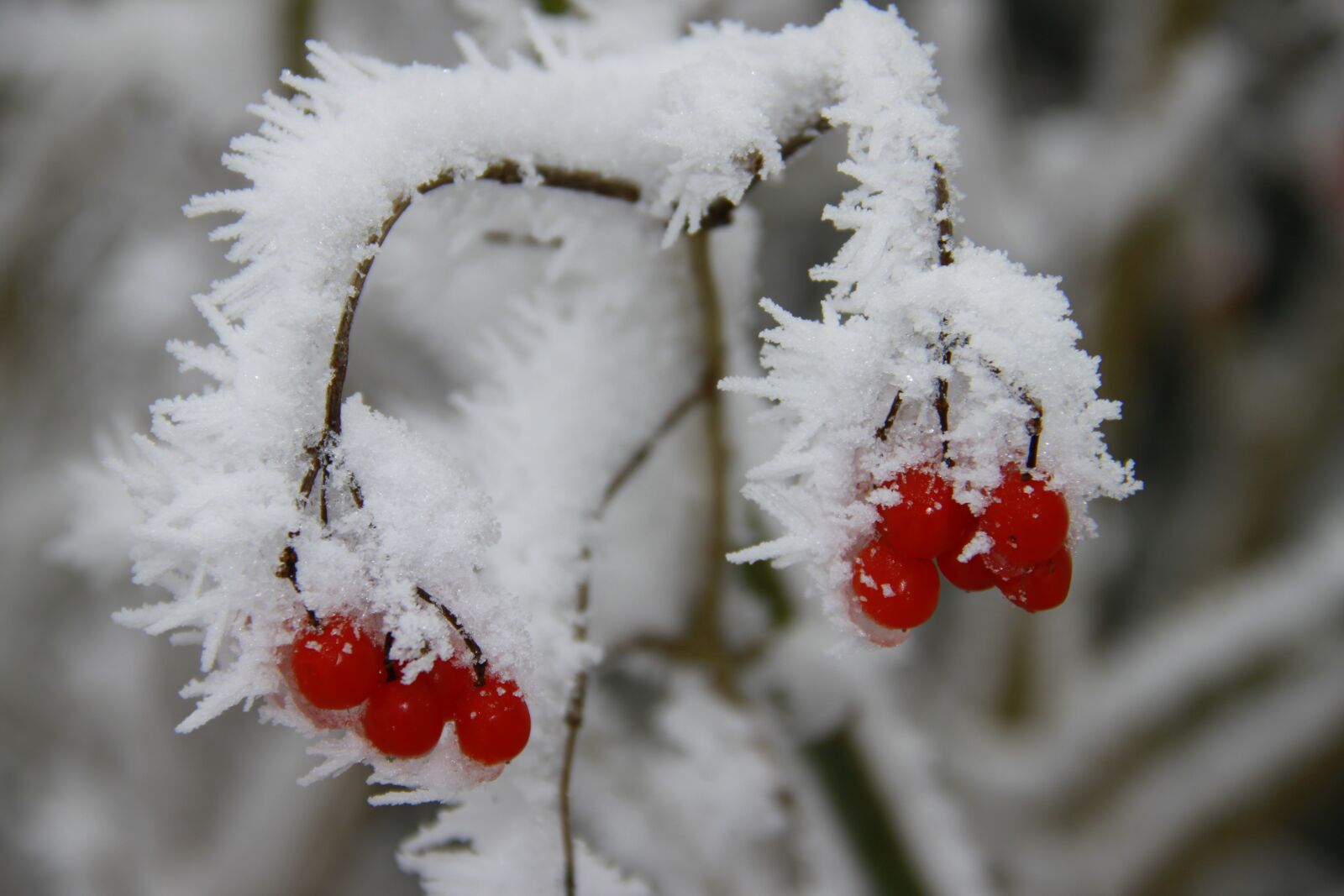 Canon EOS 500D (EOS Rebel T1i / EOS Kiss X3) sample photo. Winter, frost, nature photography