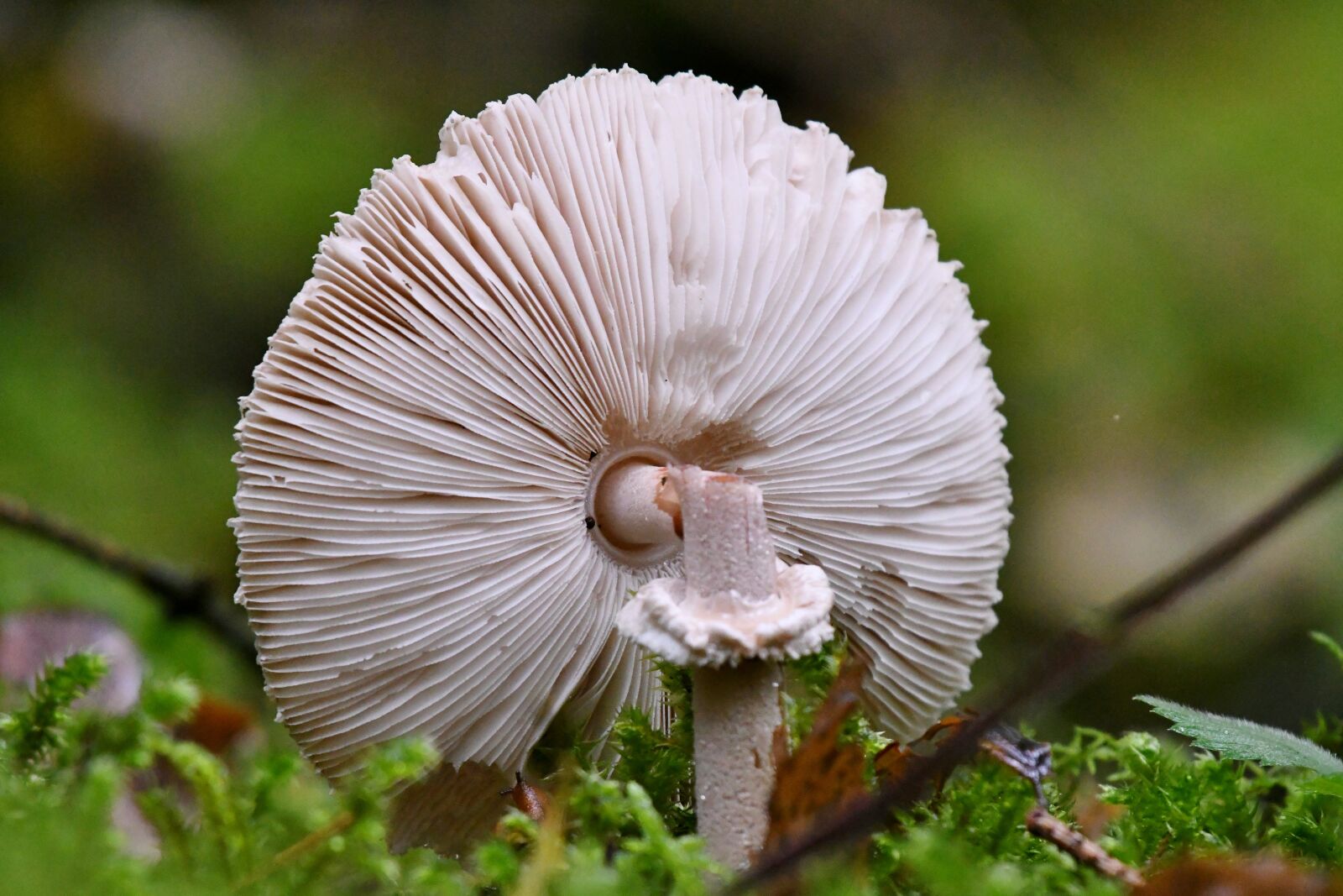 Nikon D500 sample photo. Mushroom, tracks, forest photography