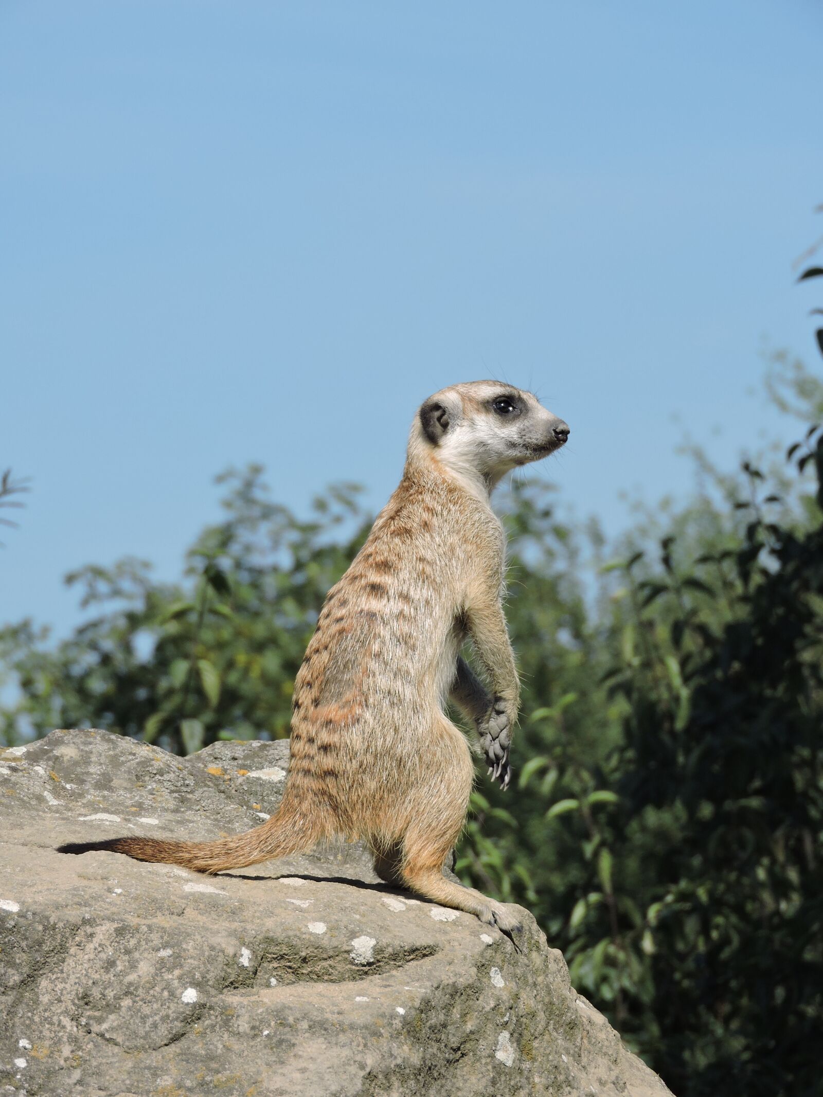 Nikon Coolpix P600 sample photo. Meerkat, zoo, view photography