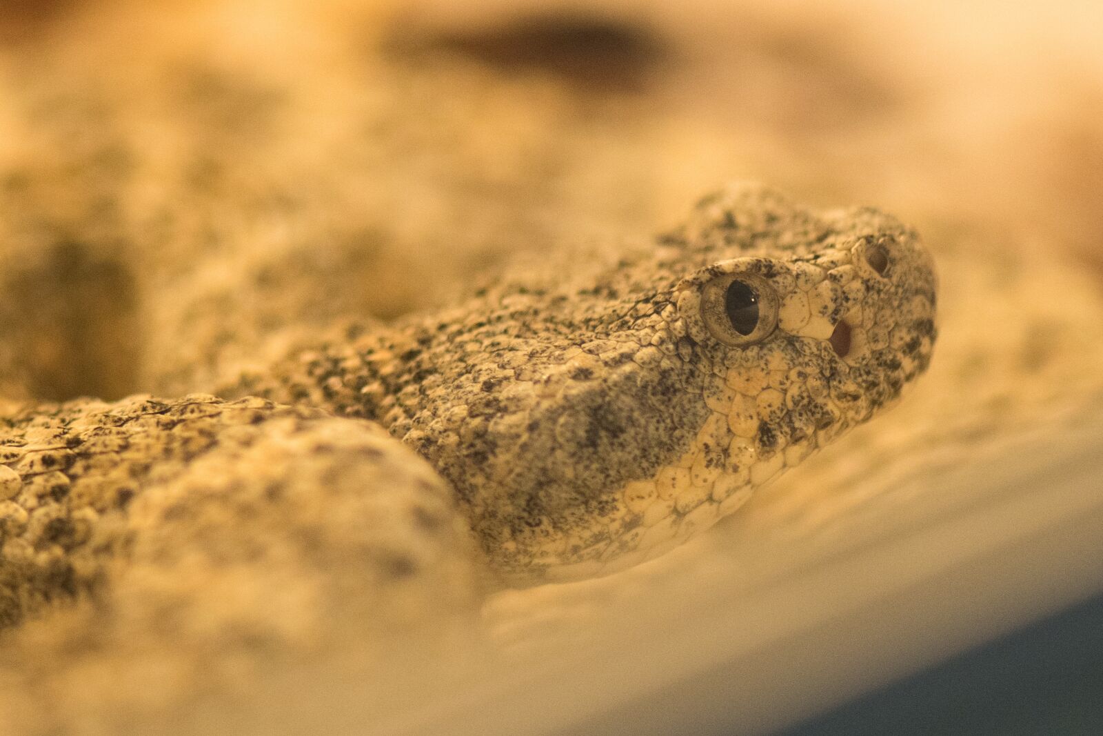 Nikon D500 sample photo. Nature, sand, reptile photography