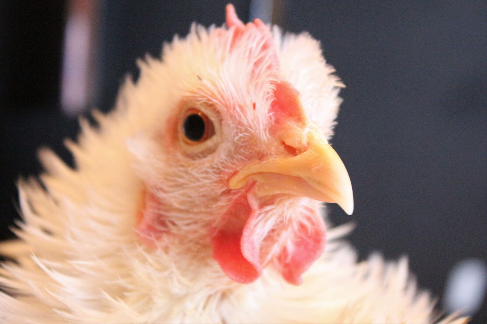 Canon EF-S 18-55mm F3.5-5.6 IS sample photo. Chicken, white, bird photography