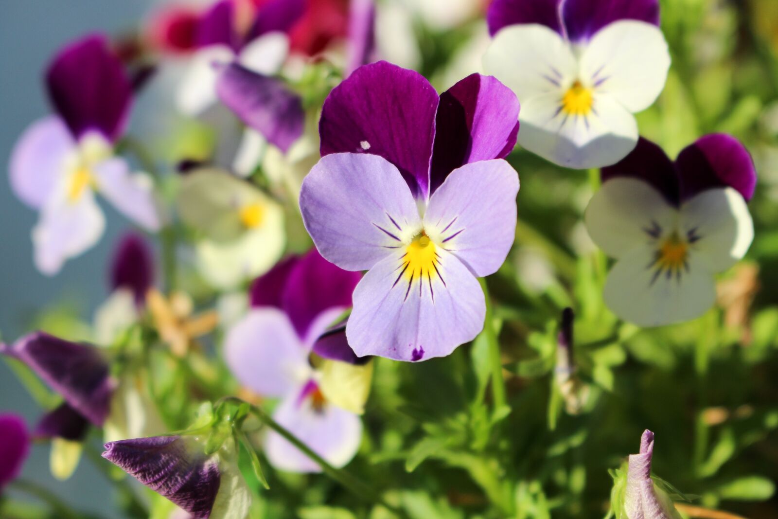 Canon EOS 700D (EOS Rebel T5i / EOS Kiss X7i) sample photo. Flower, nature, flora photography